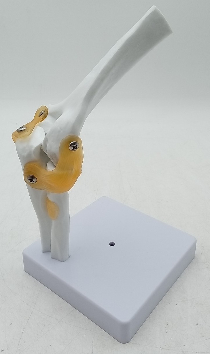 Human Joint Model Knee/Shoulder/Elbow/Hand/Foot/Hip Joint Bone Model Ligament