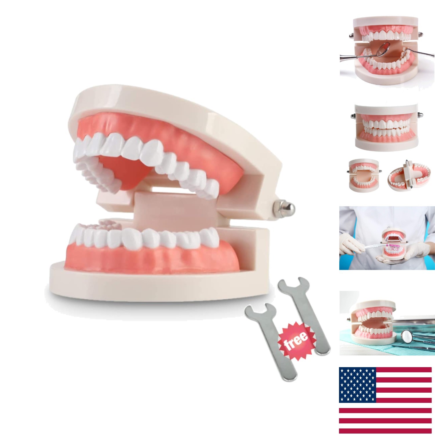 Standard Dental Teaching Typodont Model – Ideal for Kids and Students Learning