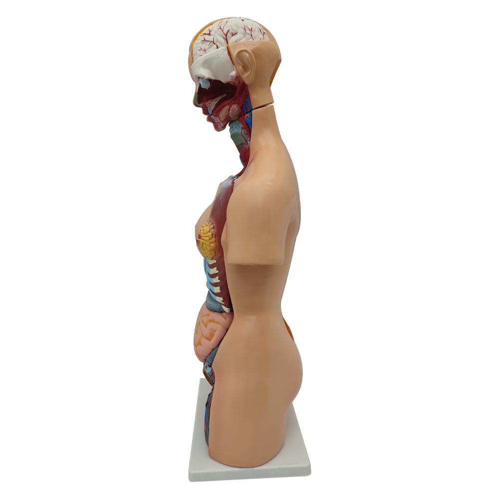 Detachable Human Torso Model Medical 31.89 in Dual-Sex Torso Anatomy Model