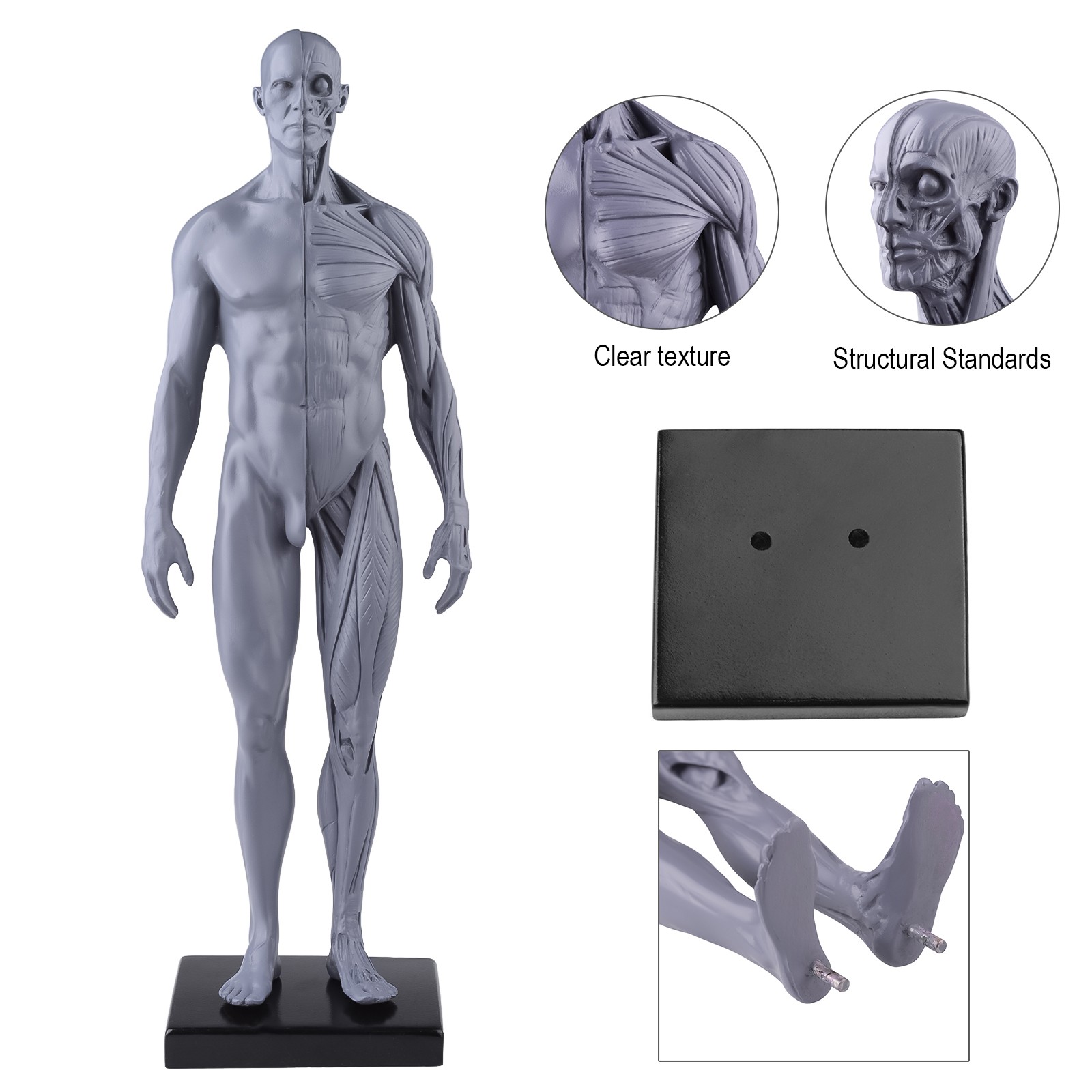 30cm Gray Human Anatomy Model Muscles & Bones for Medical Study & Art Sculpture