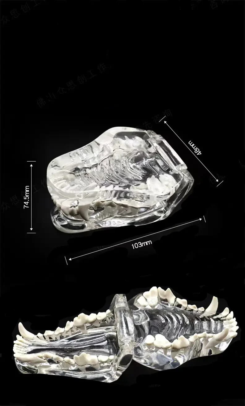 Dog Teeth Model Tooth Transparent Anatomical Veterinary Canine Teaching PVC