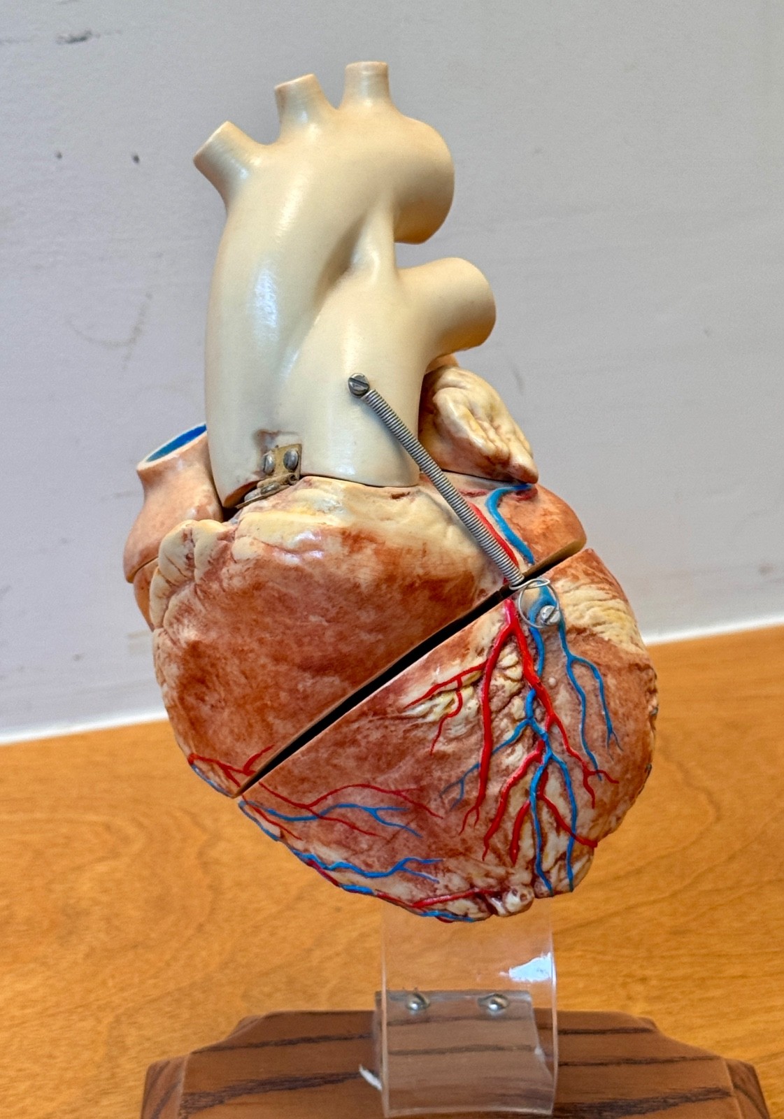 1970s Medical Plastics Laboratory Hinged Human Heart Model Sculpture Vtg Anatomy