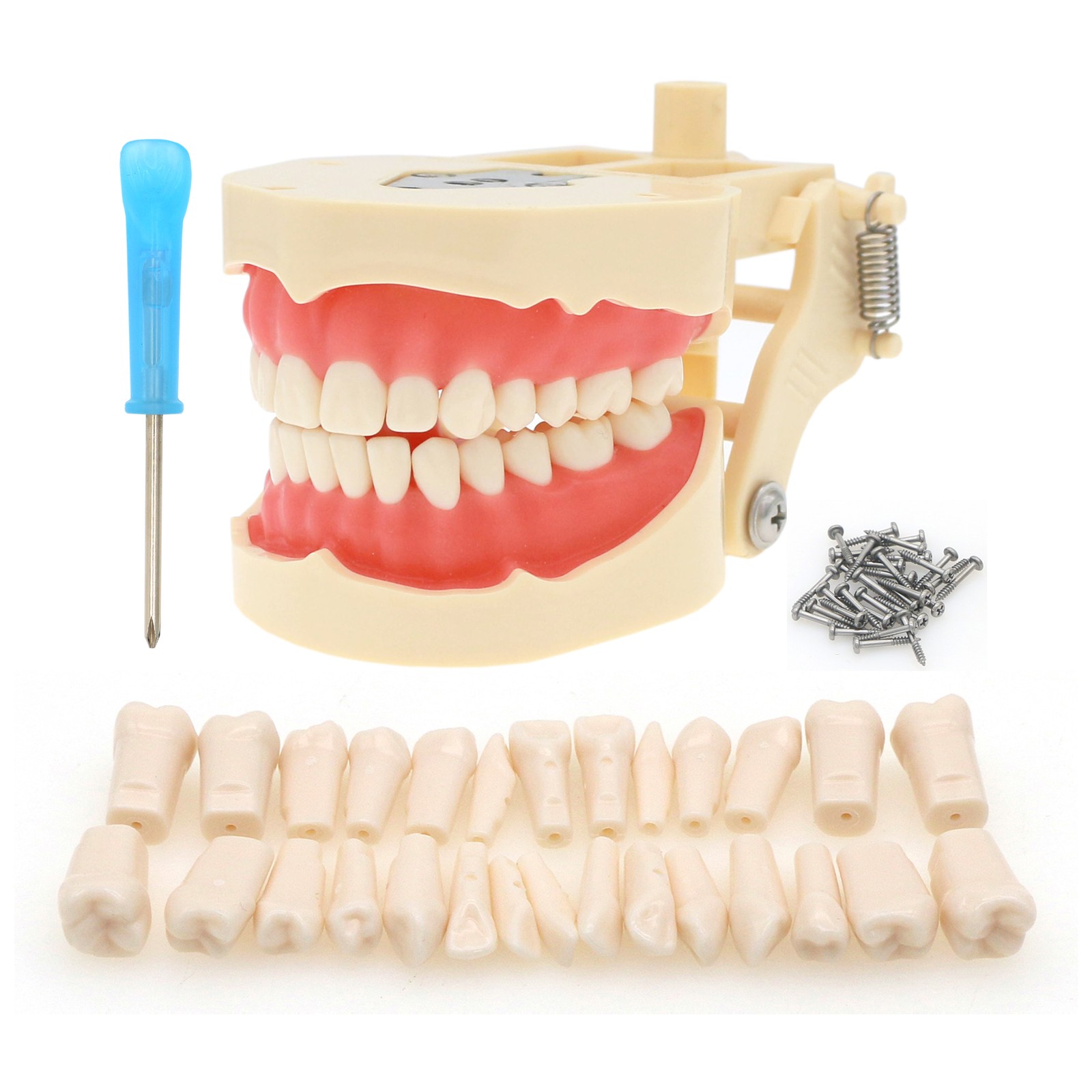 Multi-Type Dental Teaching Typodont Model Ortho/Implant/Pathology Practice Demo