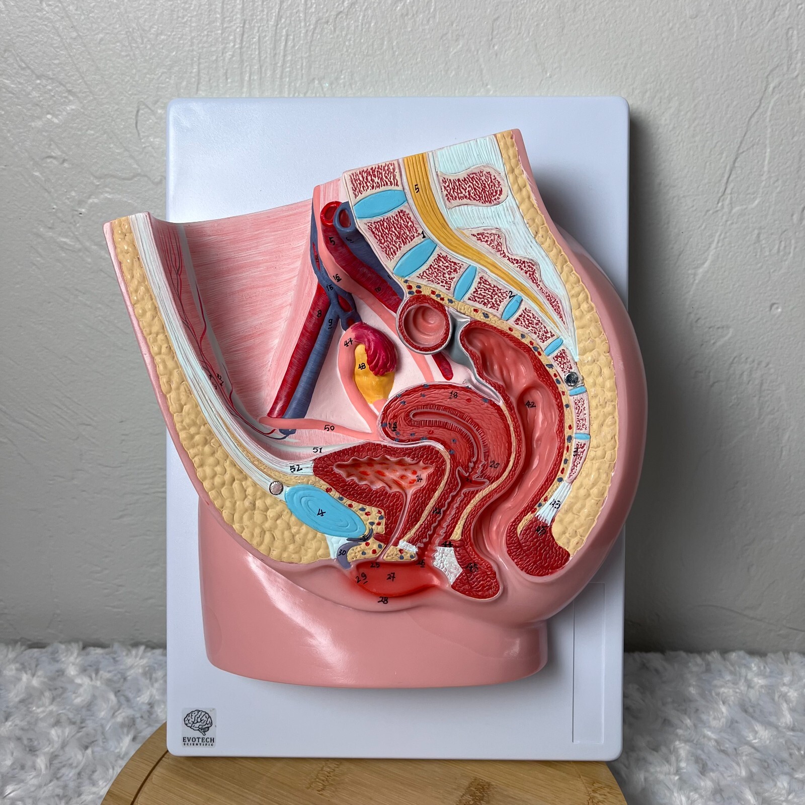 Female Pelvis Reproductive Anatomy One Piece