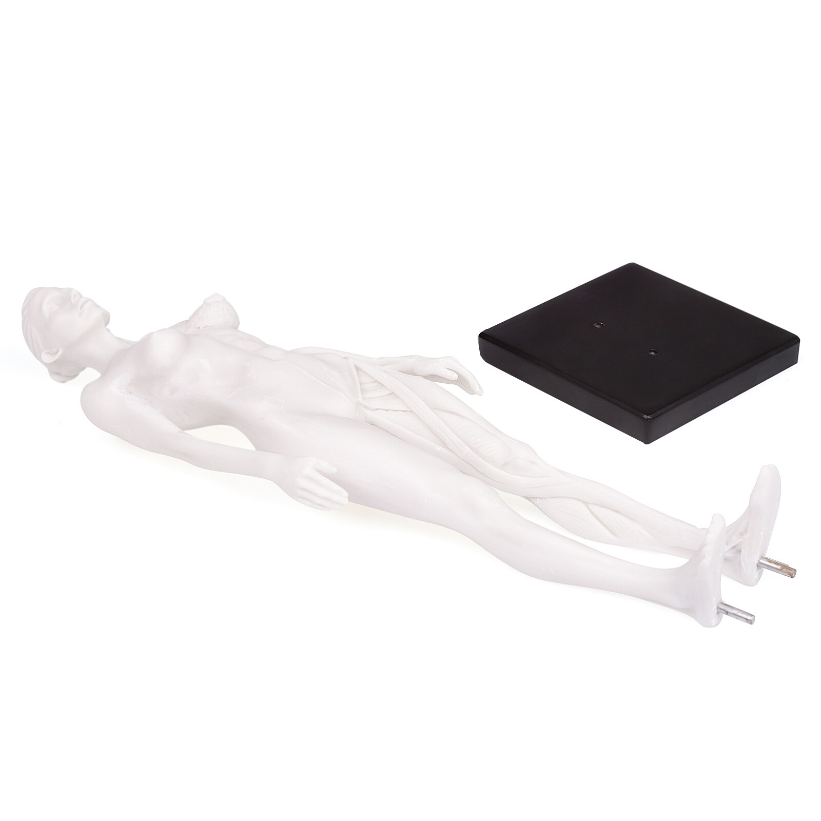 1:6 30cm Human Anatomy Skull Blood Sculpture Head Body Model Female White US