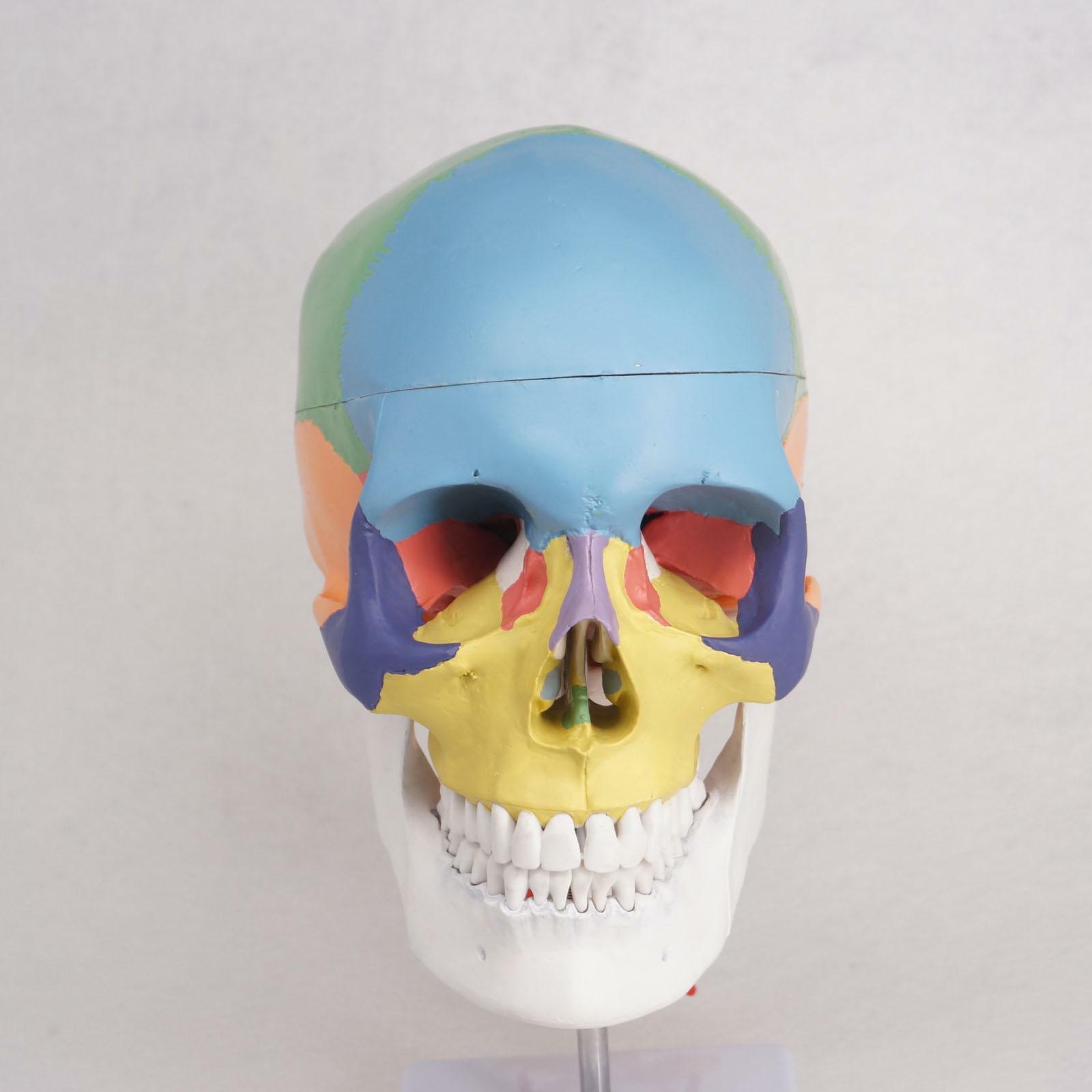 Human Anatomy Skeleton Anatomical Model with Colored Bones Cervical Vertebra US