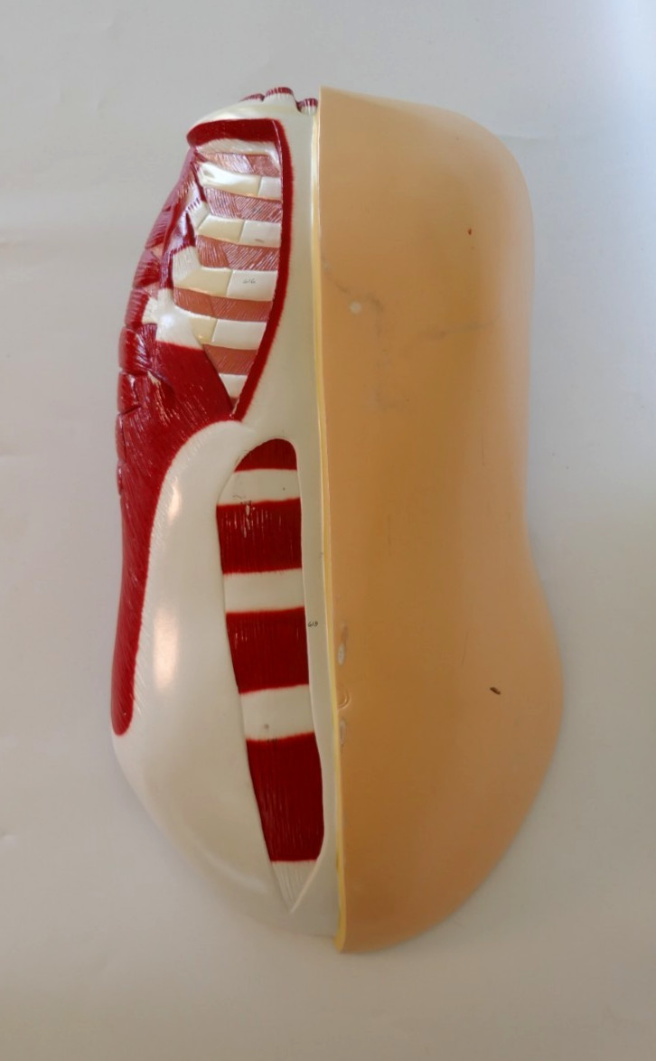 Denoyer Geppert Breastplate for Human Torso replacement Anatomy model Teaching