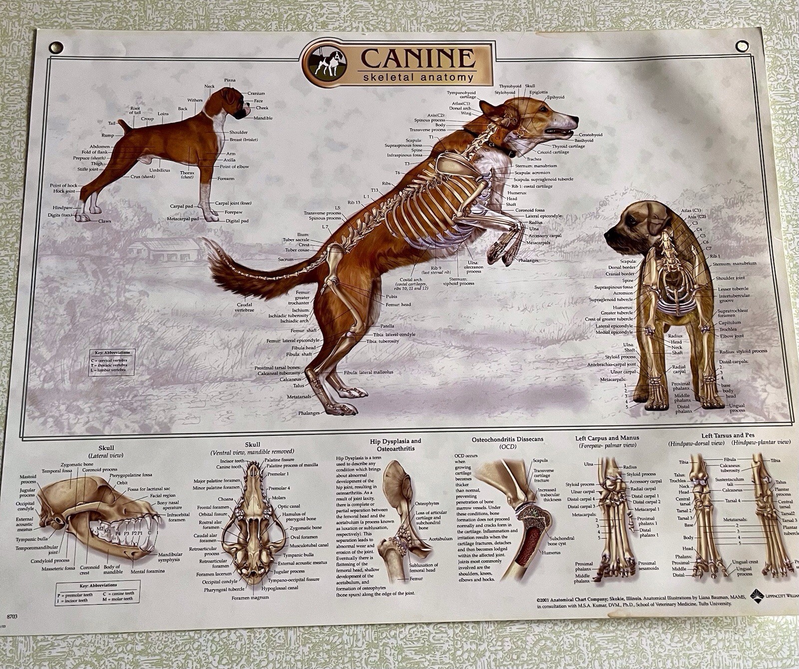 Canine Skeletal Anatomy Laminated Wall Chart #8703 Anatomical Chart Co. 2001 Dog