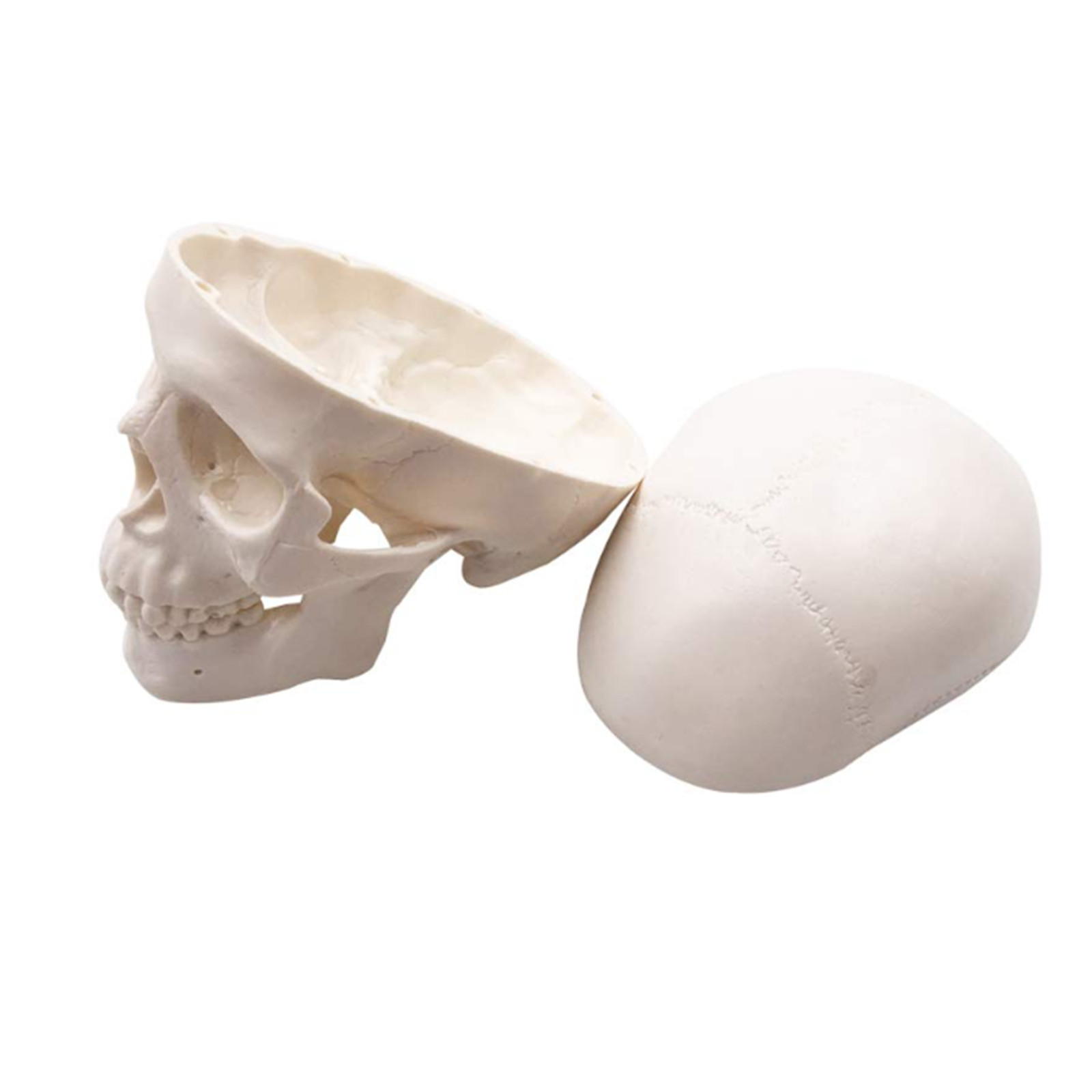 Mini Skull Model Small Size Human Medical Anatomical Head Bone for Education
