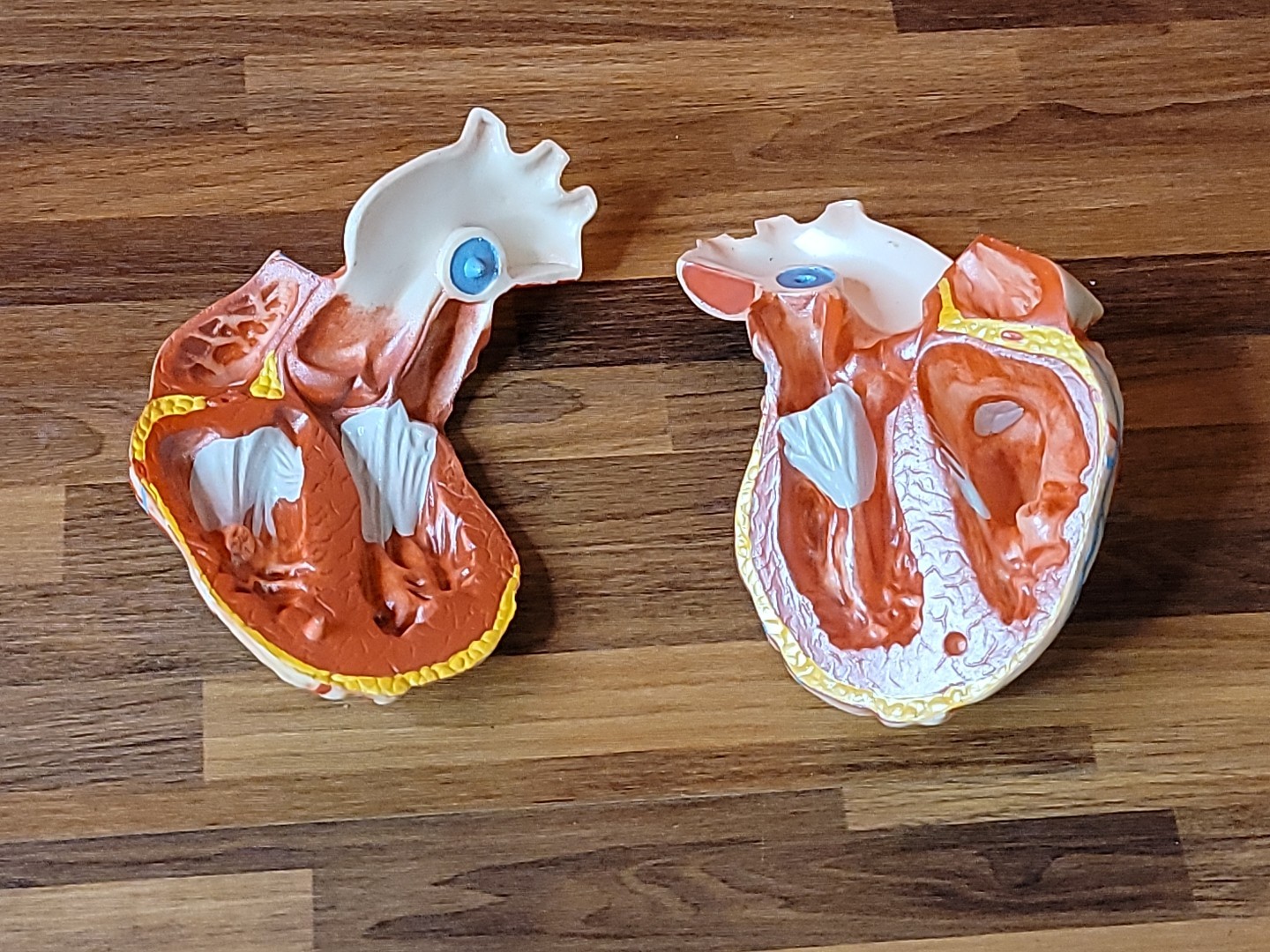 Vintage Human Anatomical Heart 2 Piece Display Model