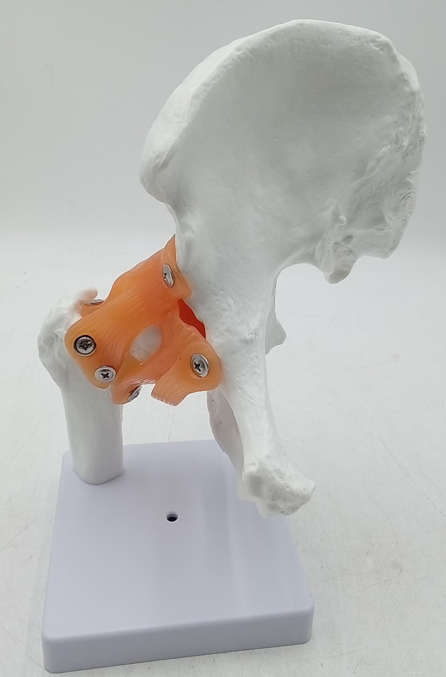 Human Joint Model Knee/Shoulder/Elbow/Hand/Foot/Hip Joint Bone Model Ligament