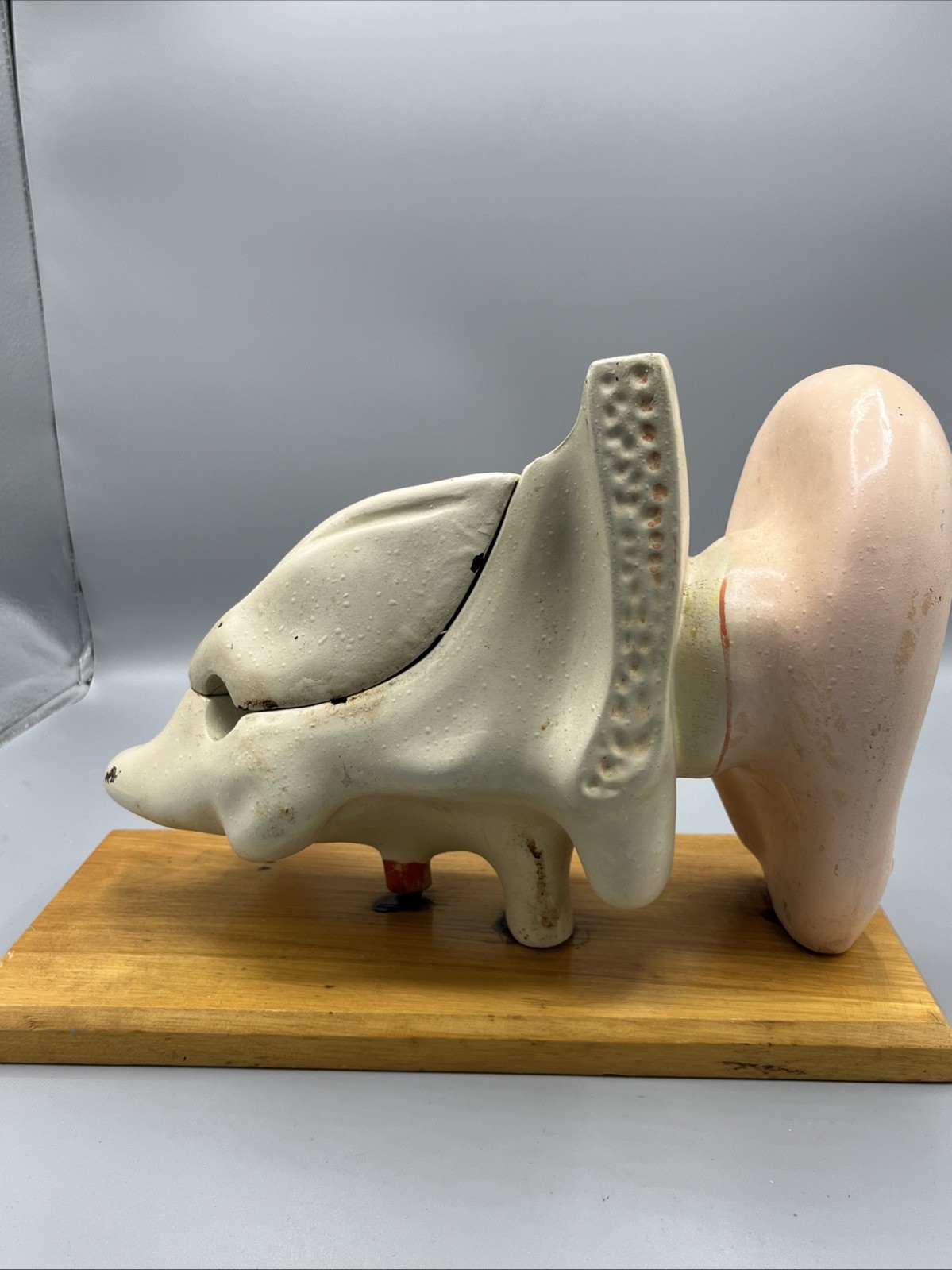 Denoyer Geppert Large Ear Anatomical Teaching Model Vintage