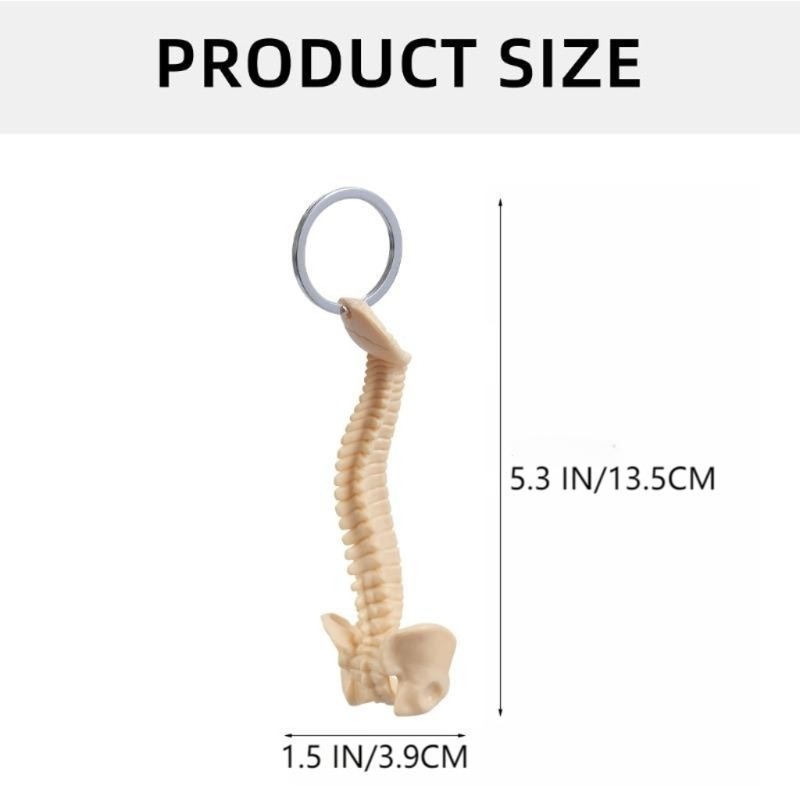 Small Anatomical Spine Keychain for Students Practical Anatomy Teaching Aid