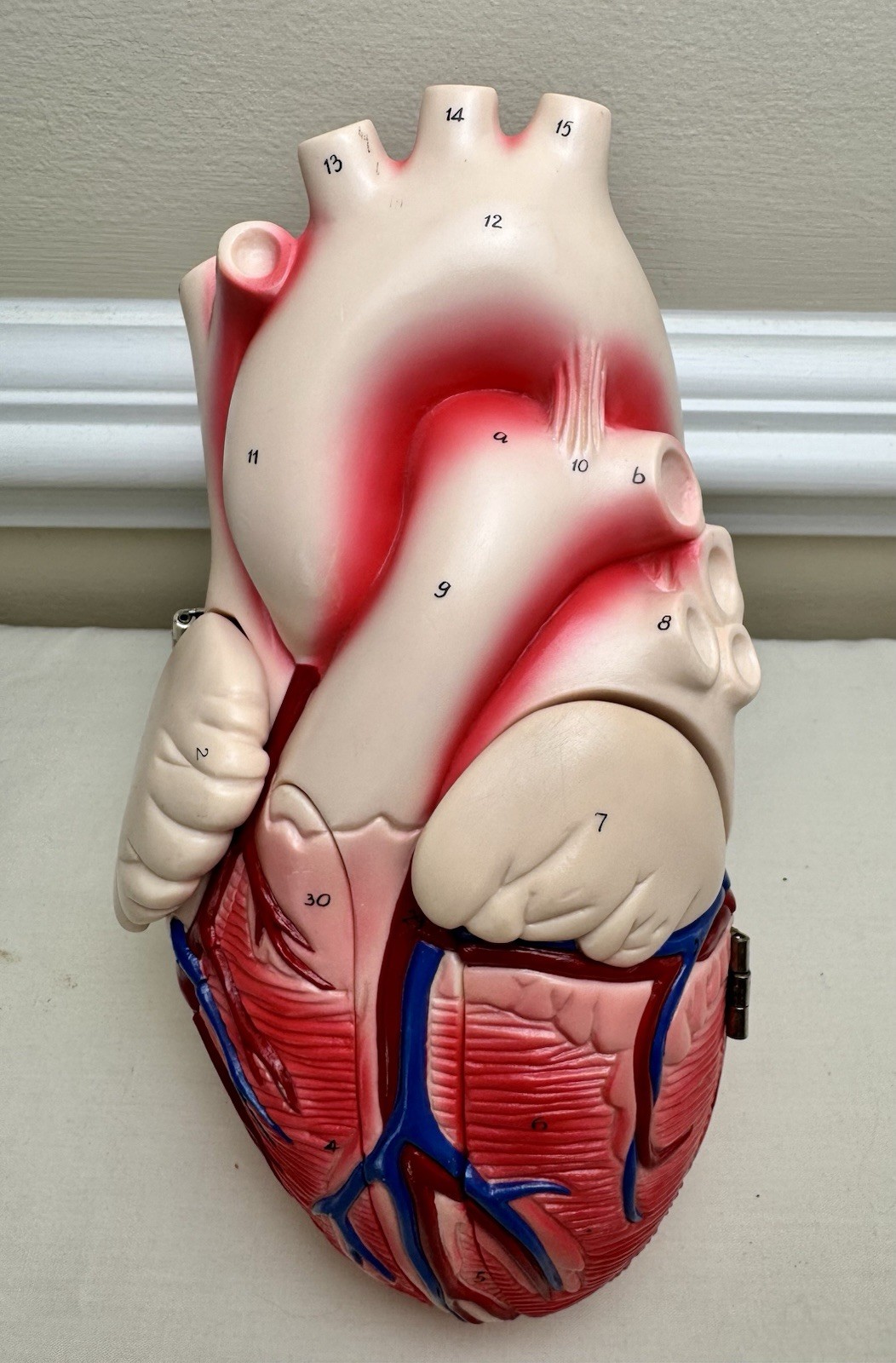 VTG Heart Model Denoyer Geppert 60640 Anatomical Anatomy Oddity Whimsigoth Decor
