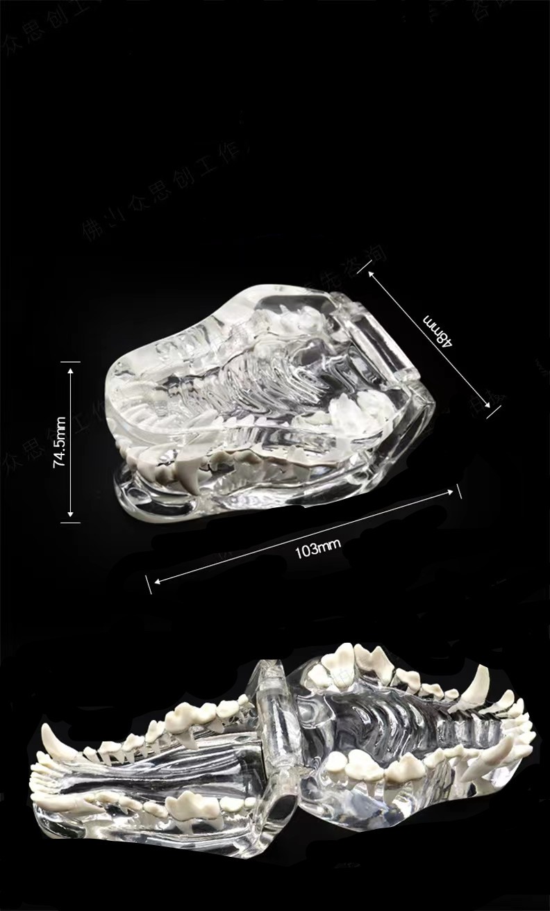 Dog Teeth pet dental model Transparent Anatomical Veterinary Canine Teaching