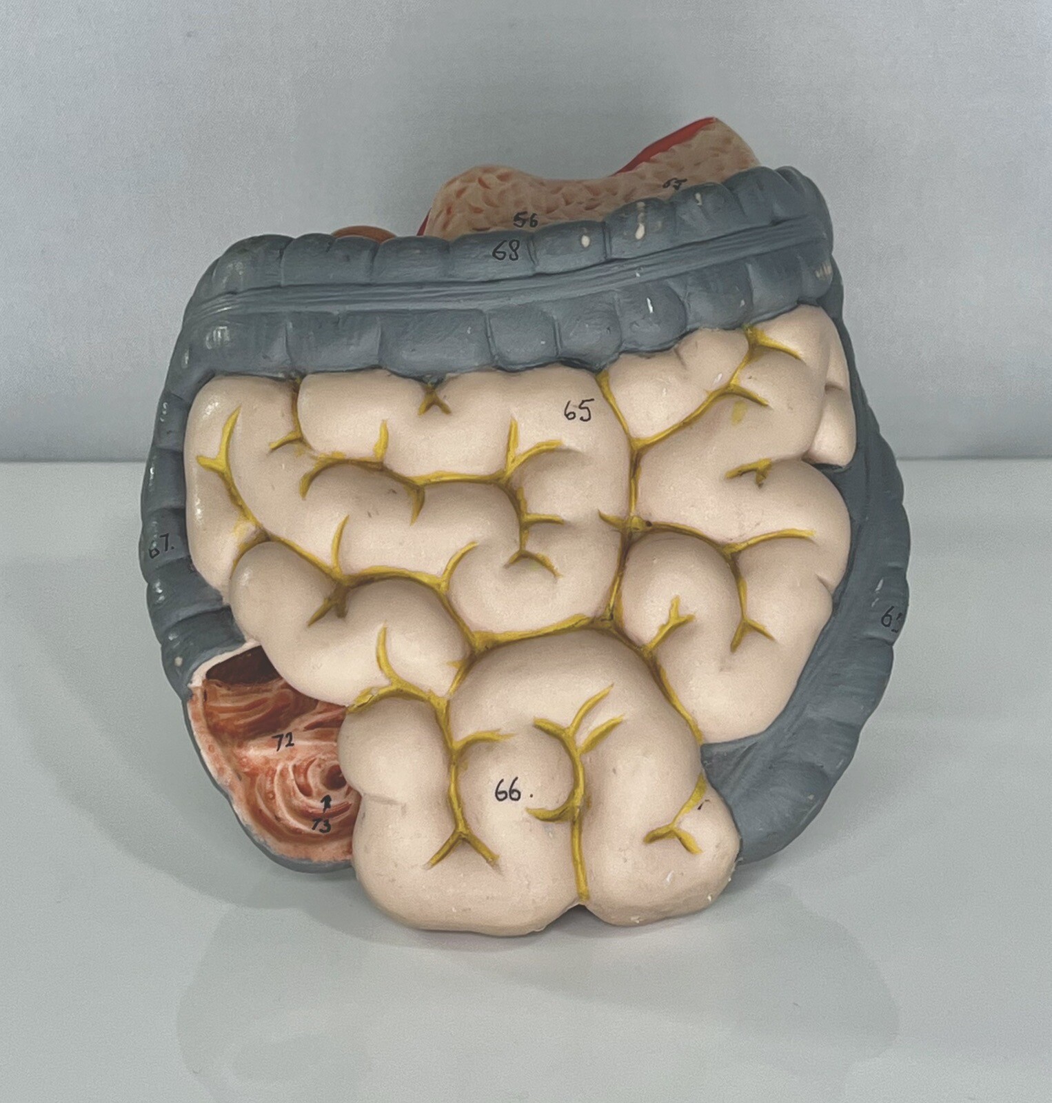 3B Scientific – Small & Large Intestine Spare Part for Human Muscle Model B55