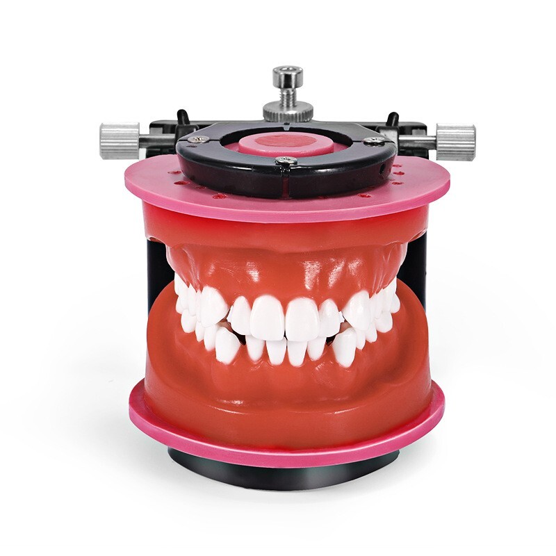 Reusable Dental Practical Study Training Model/typodont/orthodontics Wax Model