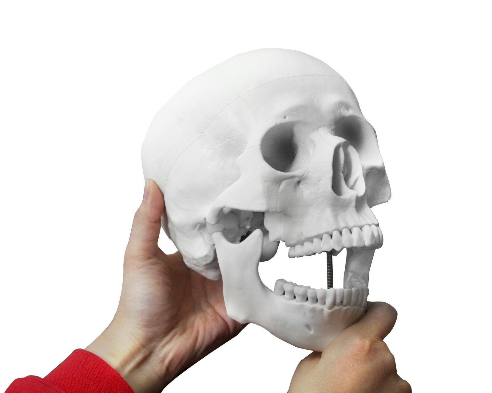 Vision Scientific VAL207-A Life-Size Human Skull | 3 Parts | Medical Grade