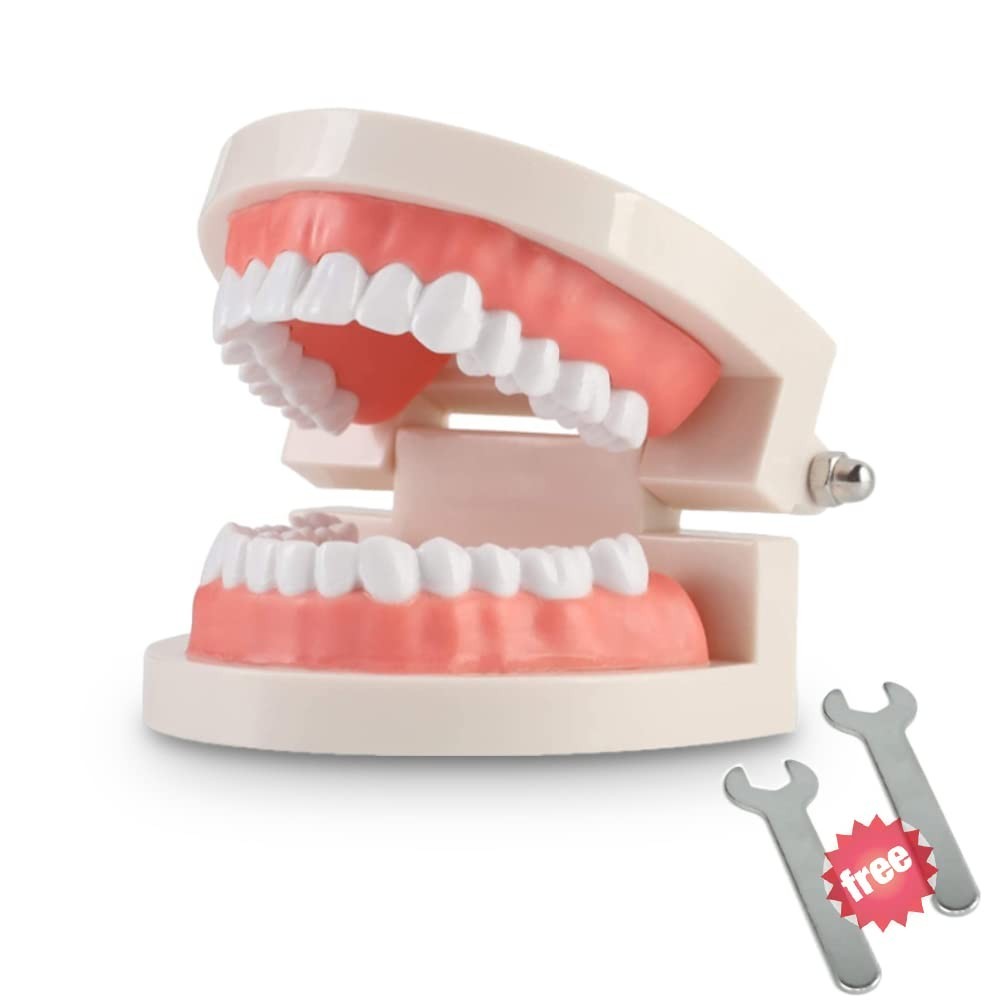 Standard Dental Teaching Typodont Model – Ideal for Kids and Students Learning