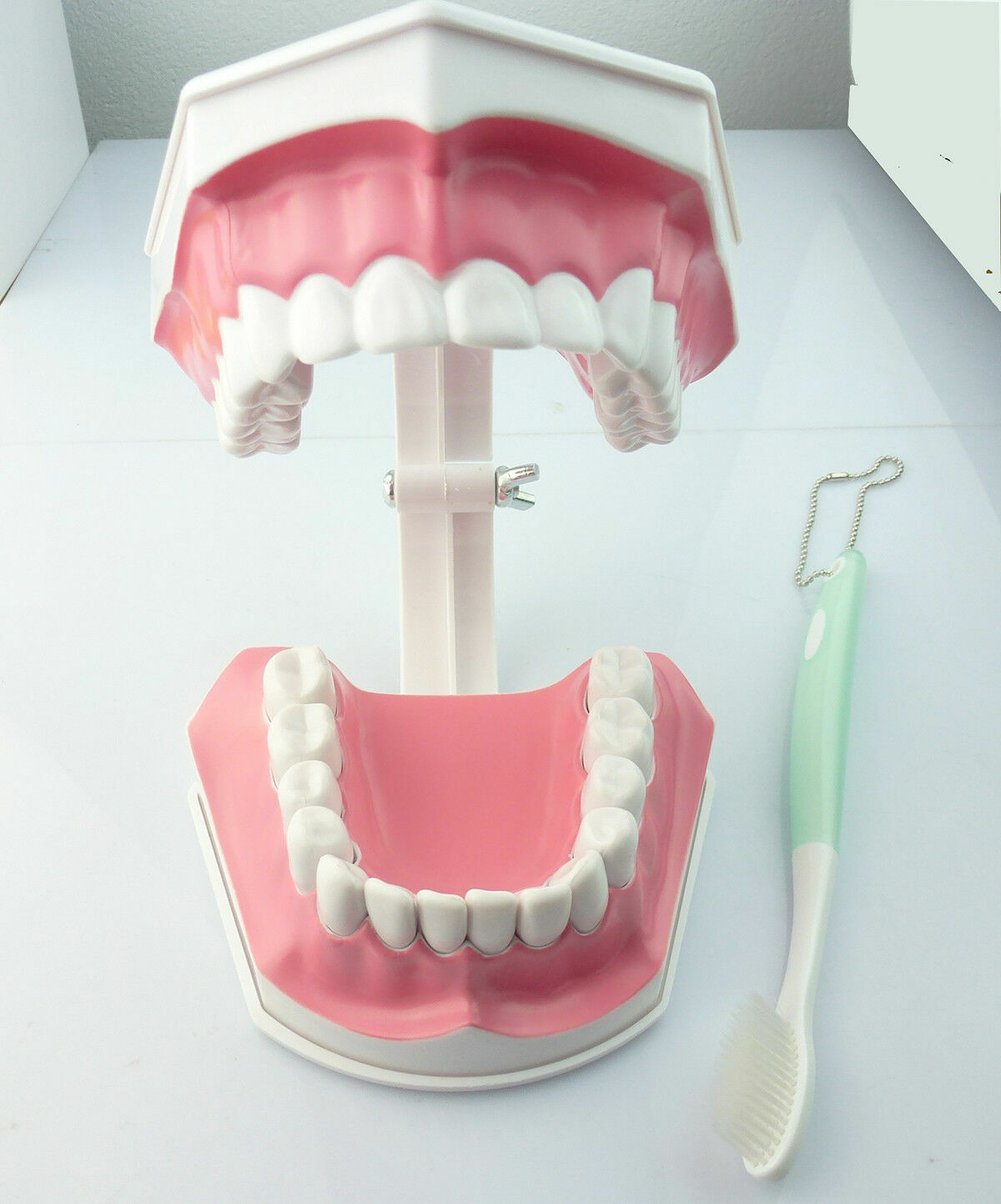 1x Dental Teaching Typodont Model Large With Removable Teeth Colgate SALE HOT