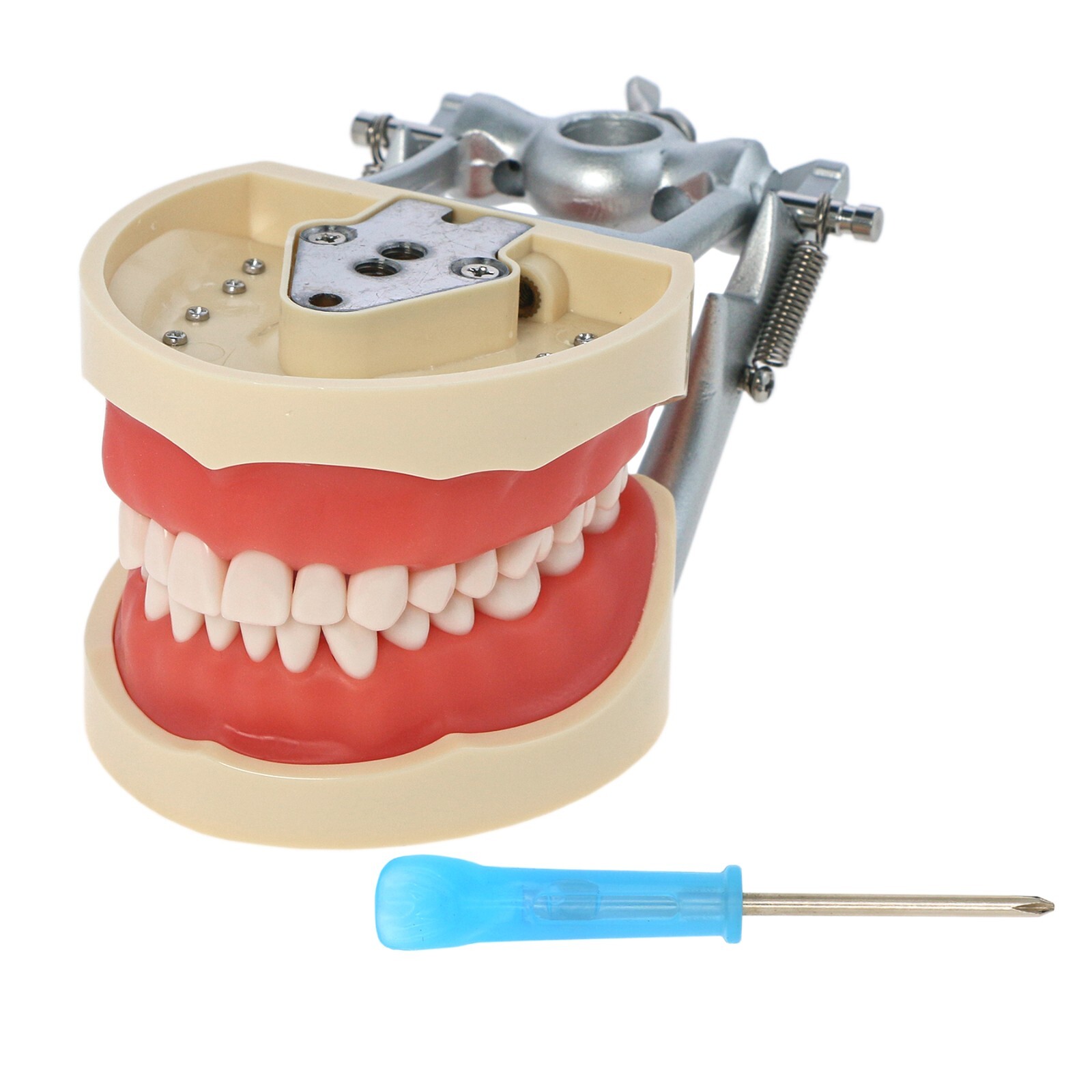 US Dental Typodont Model With Mounting Pole Fit Kilgore Nissin 200 Columbia Type