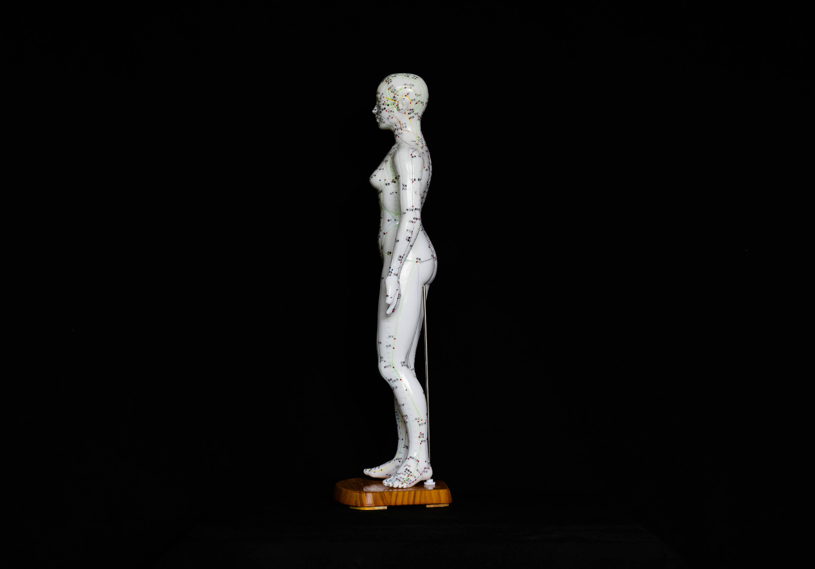 50cm Acupuncture Model Pair – Anatomical Medical Anatomy – Chinese Medicine