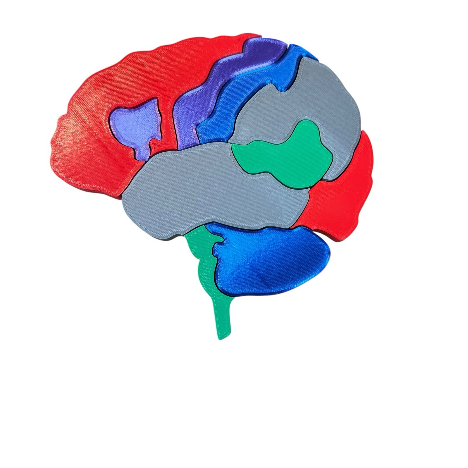 PVC Human Brain Model 3D Puzzle Labeled Functional Anatomy Psychology Medical