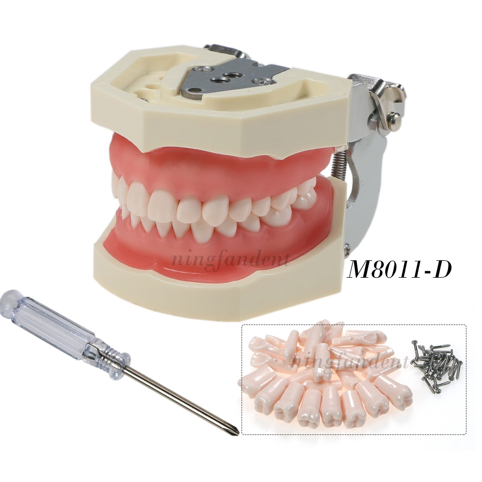 US Dental Typodont Modle, Fully Detachable Teeth,For Kilgore Nissin200, Columbia