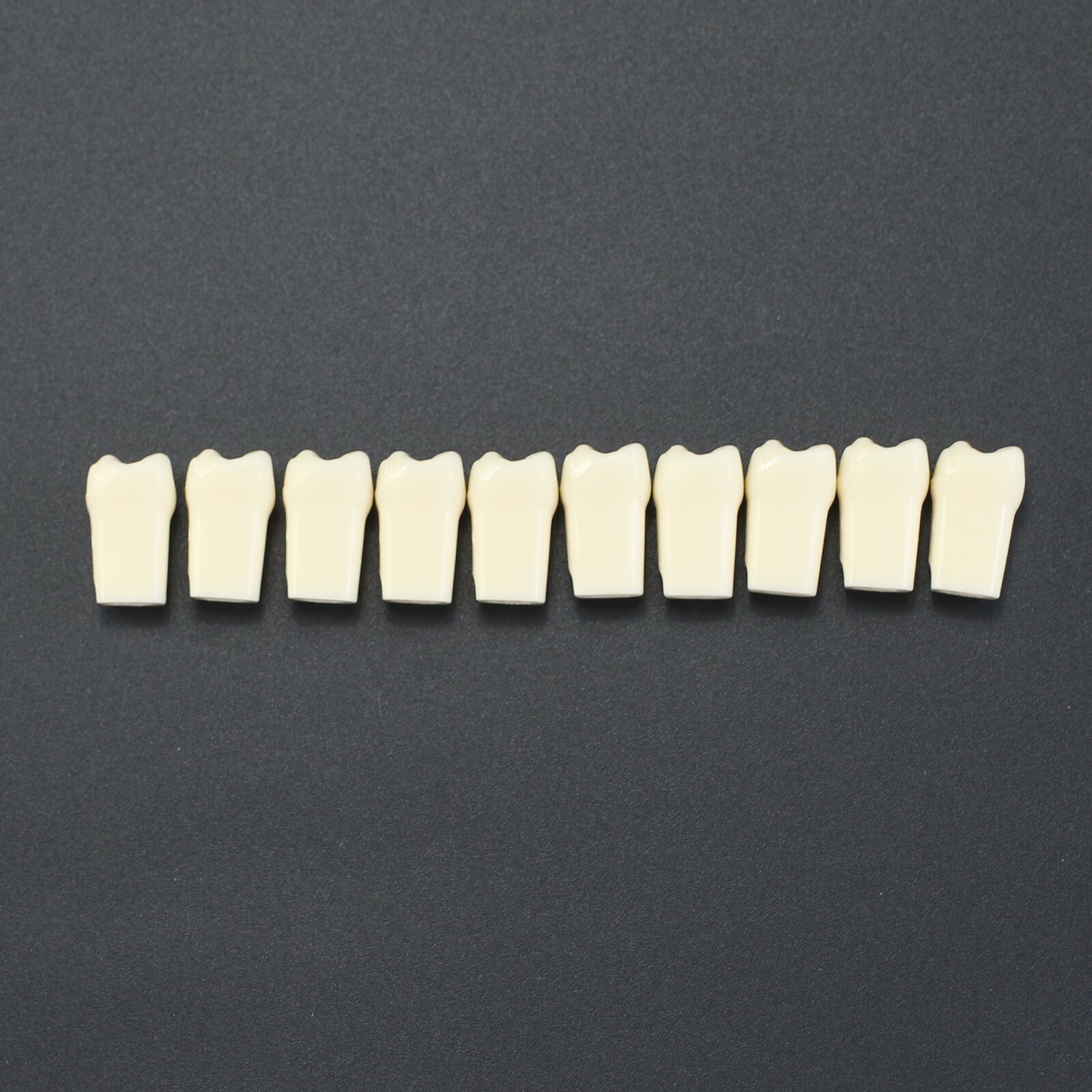 10pcs/lot Individual Replacement Teeth For 32 Teeth Typodont Kilgore Nissin 200