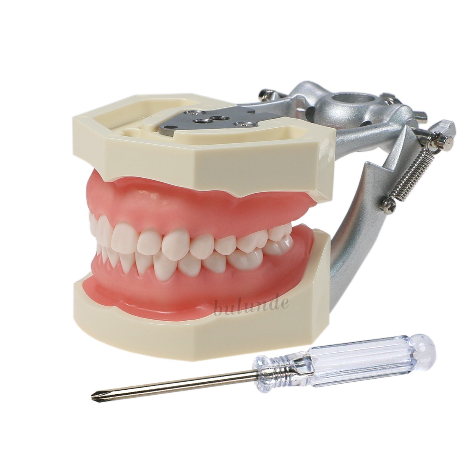 US Dental Typodont Model With Mounting Pole Fit Kilgore Nissin 200 Columbia Type