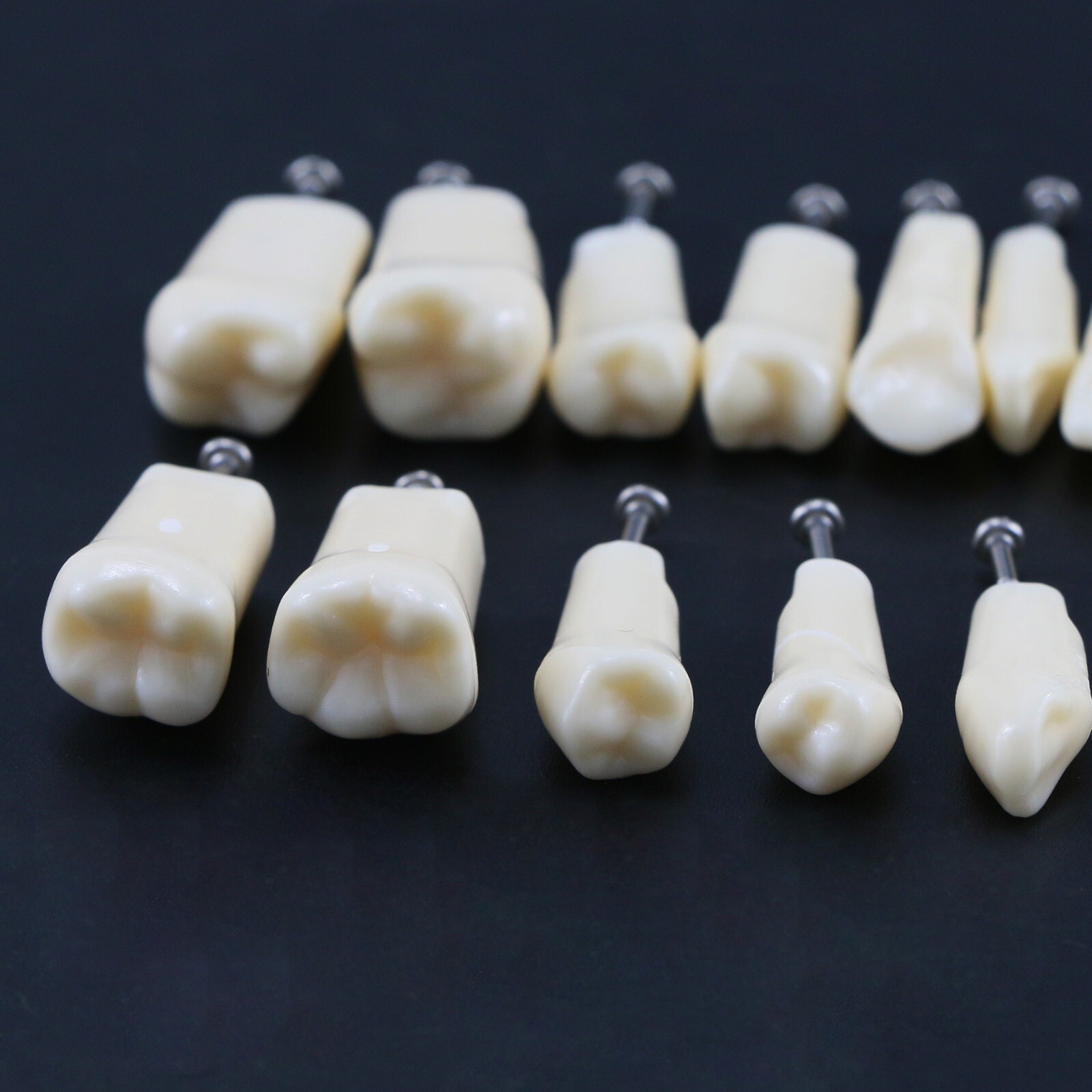 Dental Replacement Screw-in Teeth Typodont Model fit Kilgore NISSIN 200/500 Type