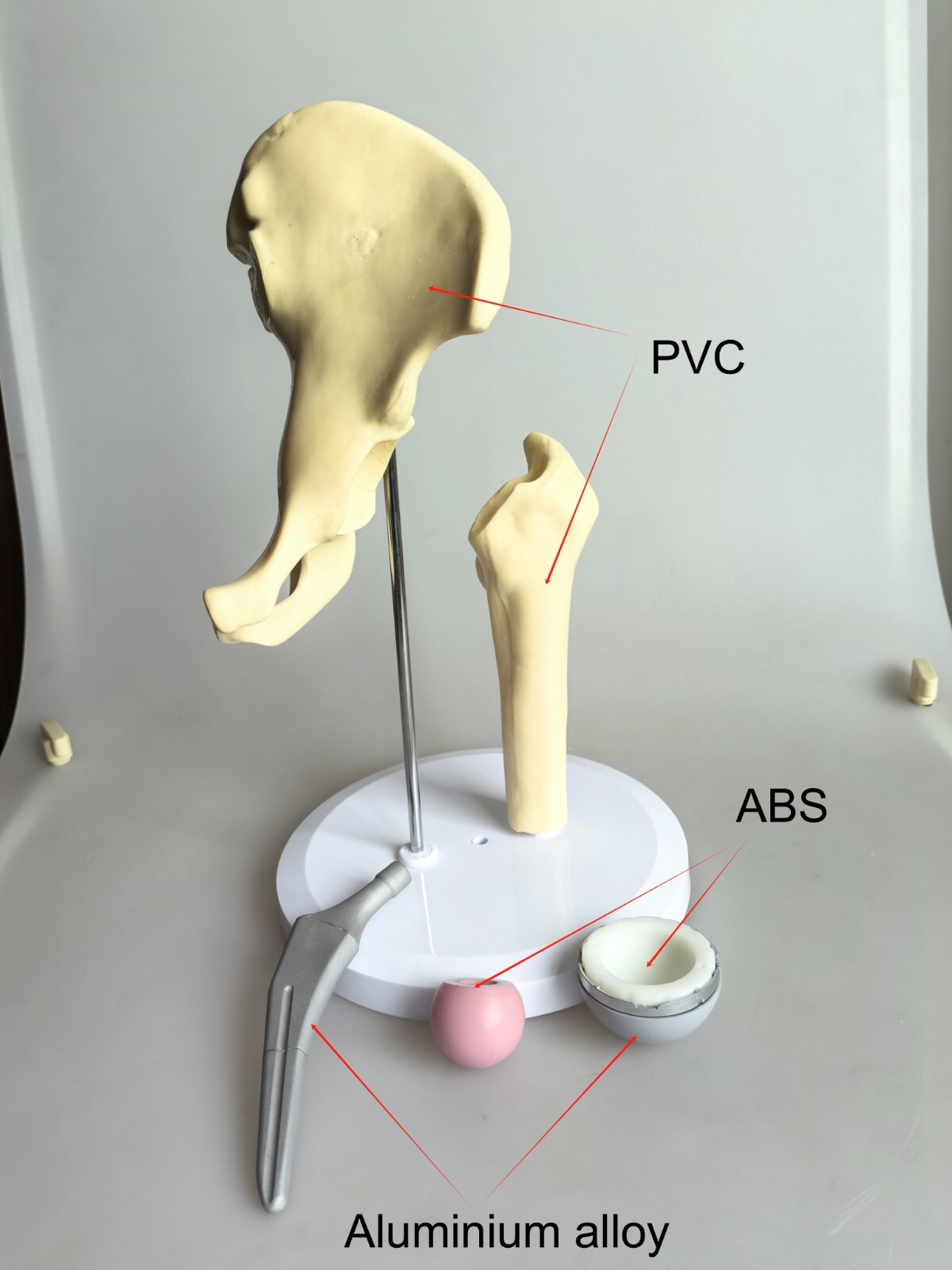 1:1 Artificial Hip Joint Replacement Medical Anatomical Skeleton Model Display
