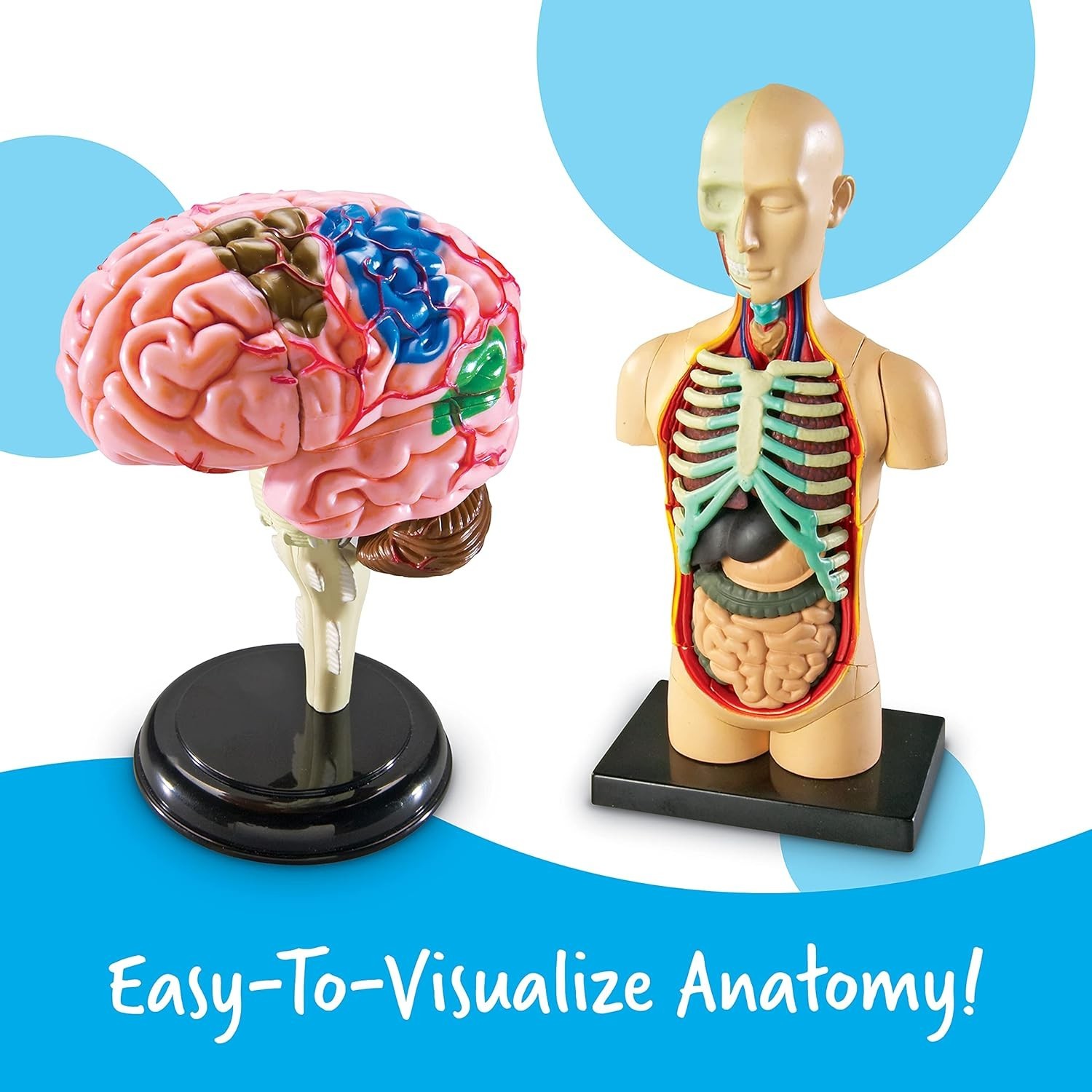 Detailed Anatomy Model Set, Includes Skeleton and Heart for Science Projects