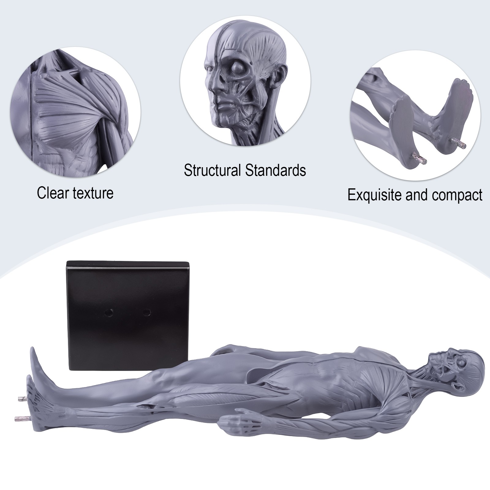 30cm Gray Human Anatomy Model Muscles & Bones for Medical Study & Art Sculpture