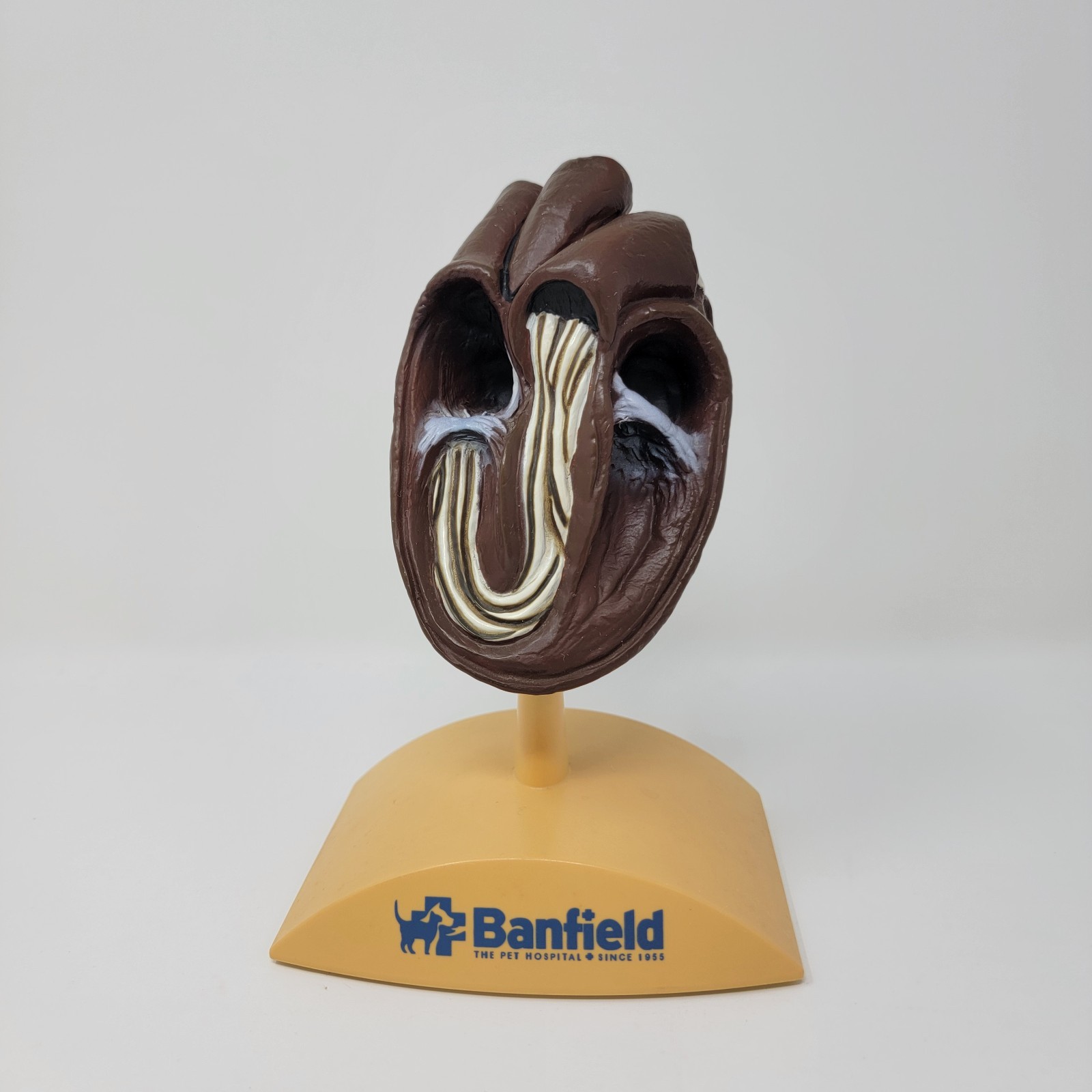 Banfield Veterinary Plastic Anatomical Model for Education – Canine Heart