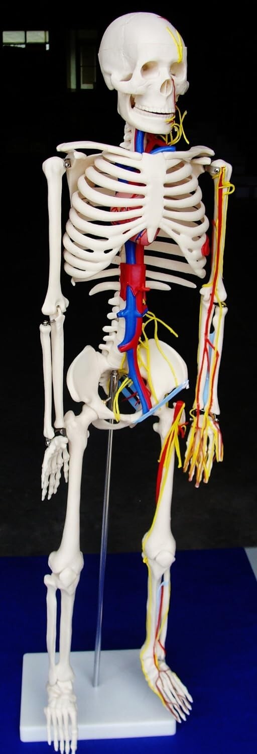 Anatomy Model Skeleton With Nerves & Blood Vessels 33,5″ / 85 cm ARTMED
