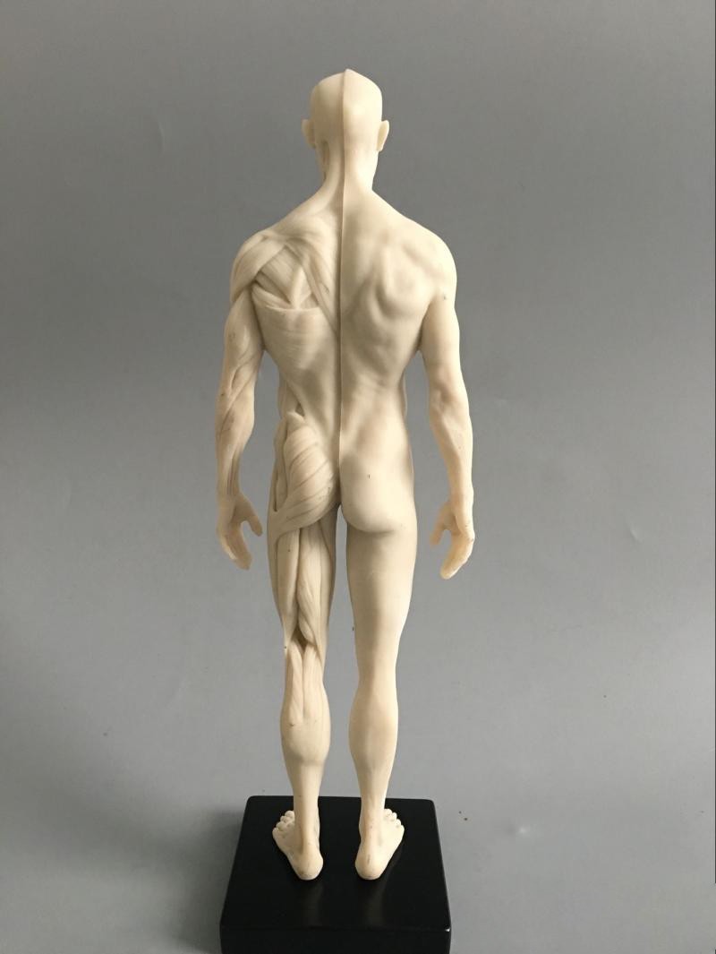 30cm Human Skeleton Anatomical Model Male＆Female Anatomy Skull Muscle Bone White