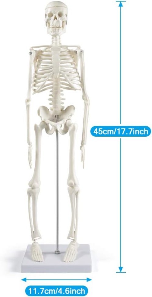 Human Skeleton Model for Anatomy: 17” Human Skeleton Model with Movable Arms …