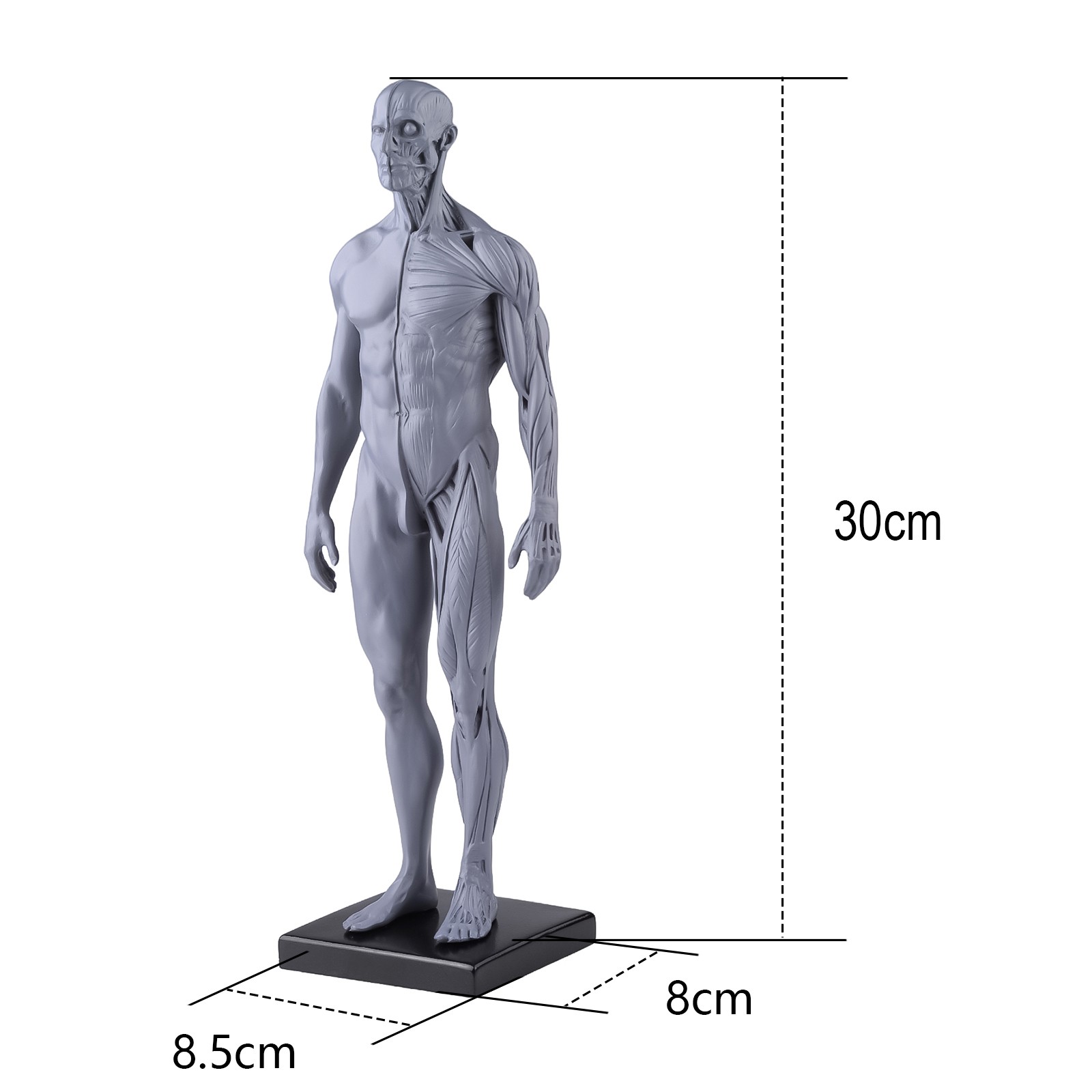 30cm Gray Human Anatomy Model Muscles & Bones for Medical Study & Art Sculpture