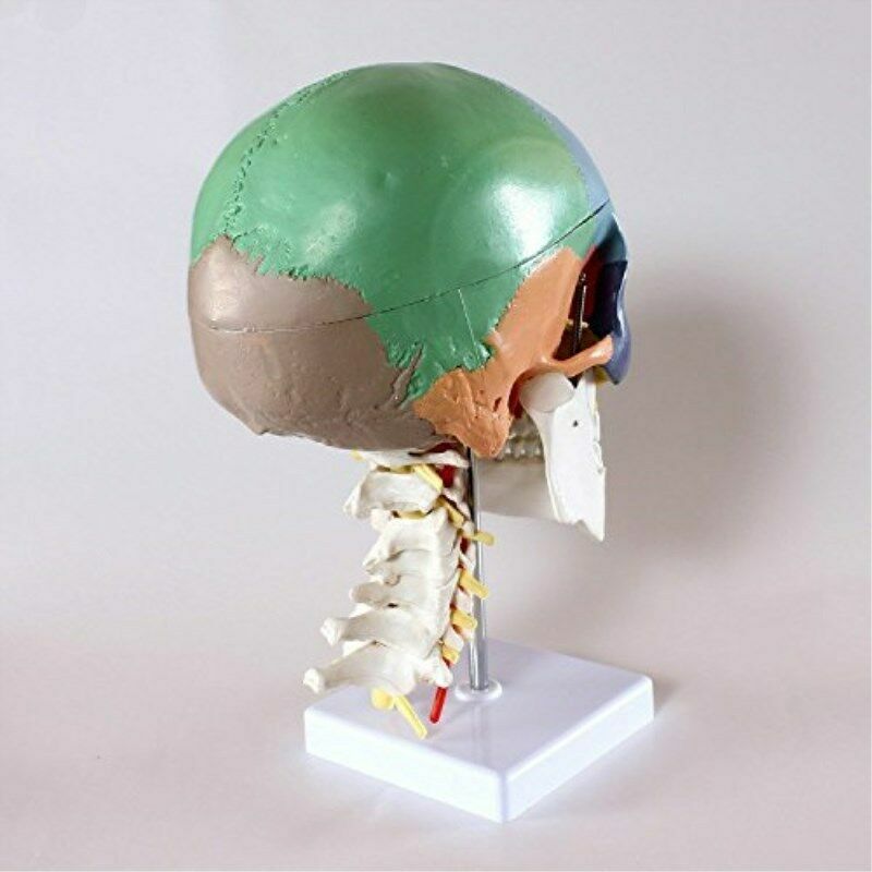Colored Human Skull Model Anatomical Model with Cervical Vertebrae Nerve Artery