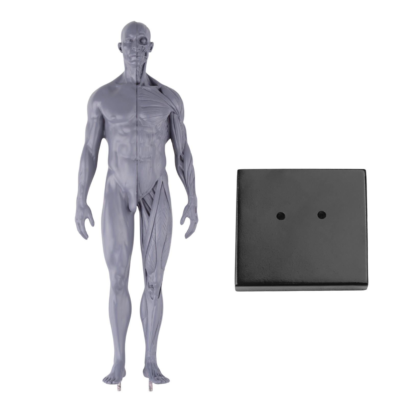 30cm Gray Human Anatomy Model Muscles & Bones for Medical Study & Art Sculpture