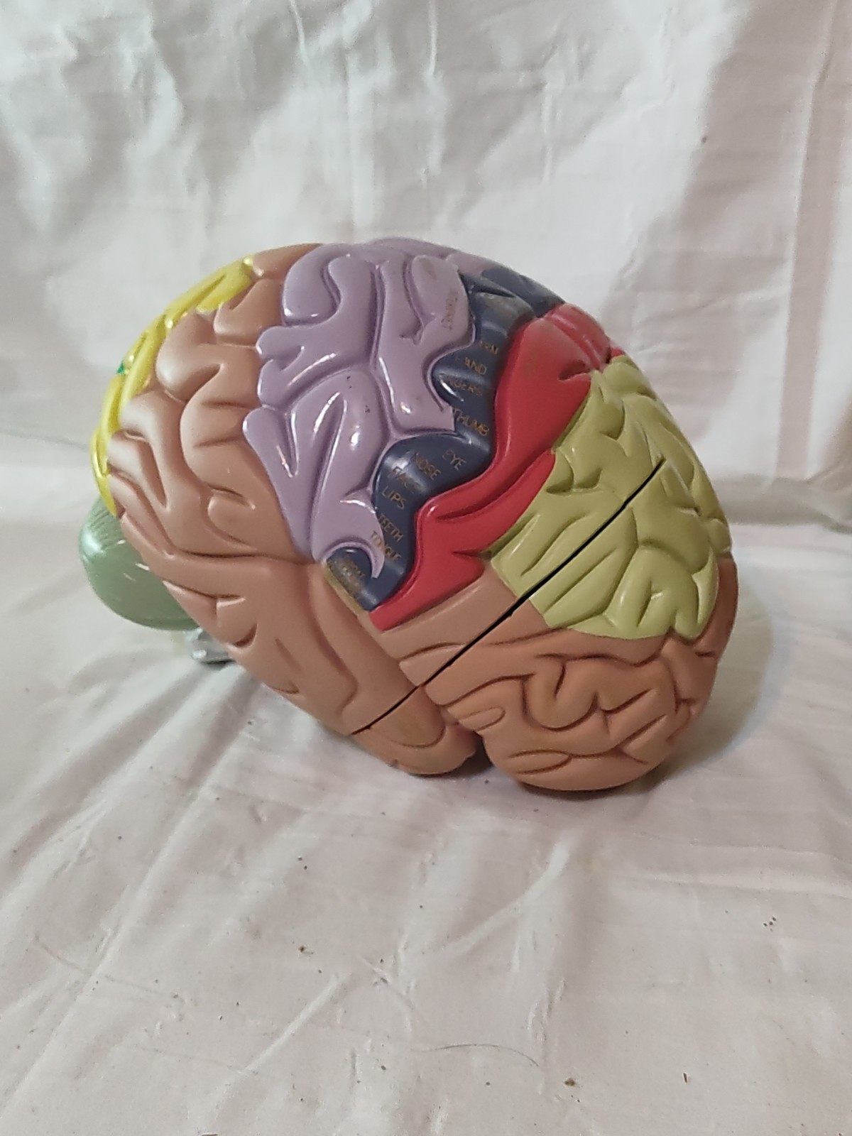 Denoyer Geppert Educational Regional Anatomical Brain Model Made in USA AS IS