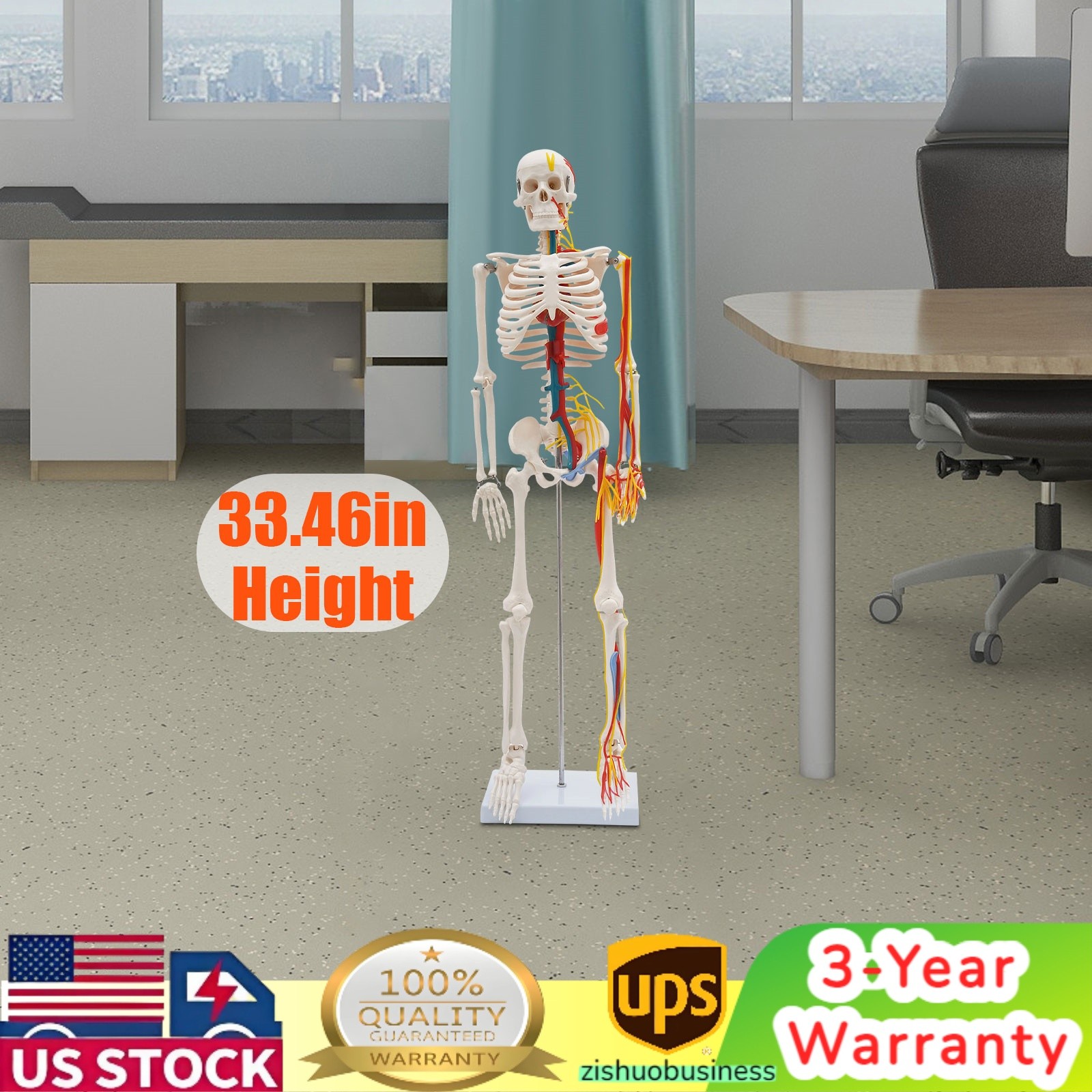 Human Skeleton Model PVC Skeleton Model For Medical Classrooms, Laboratories