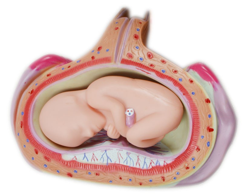 PVC 8Pcs Human Anatomical Embryo Model (Removable Twins & 1-7 Month) w Labels
