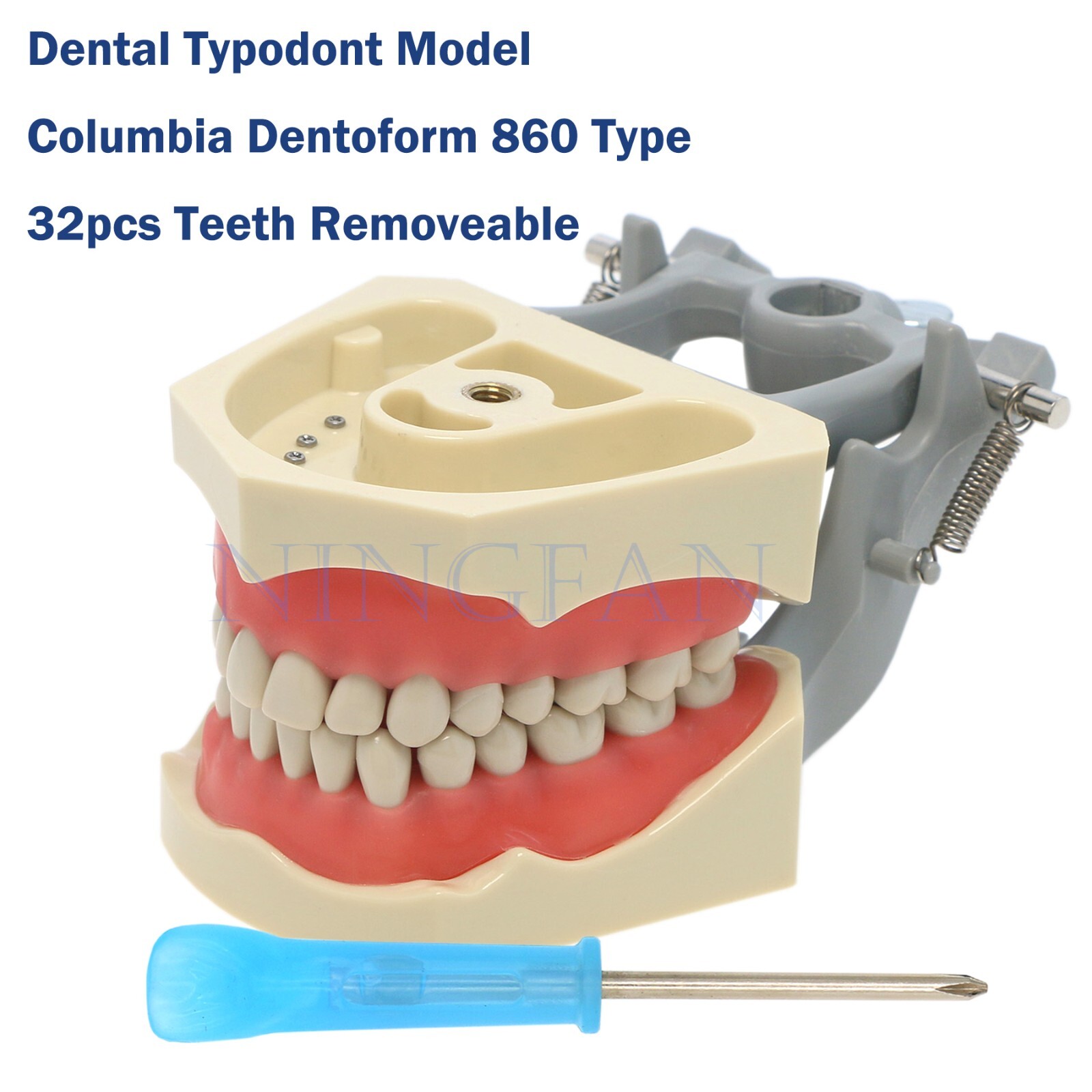 US Dental Typodont Modle, Fully Detachable Teeth,For Kilgore Nissin200, Columbia