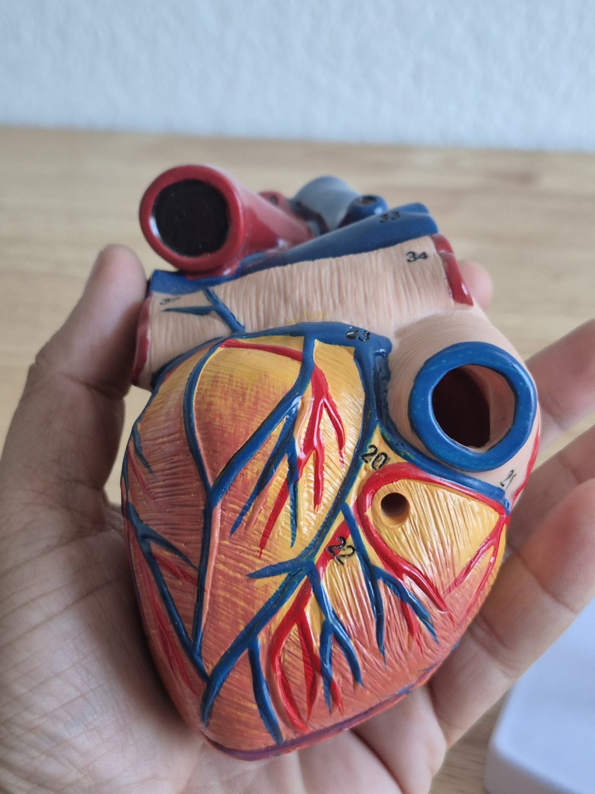 Human Heart Model, Anatomically Accurate Numbered 2-Part Life Size Heart Medical
