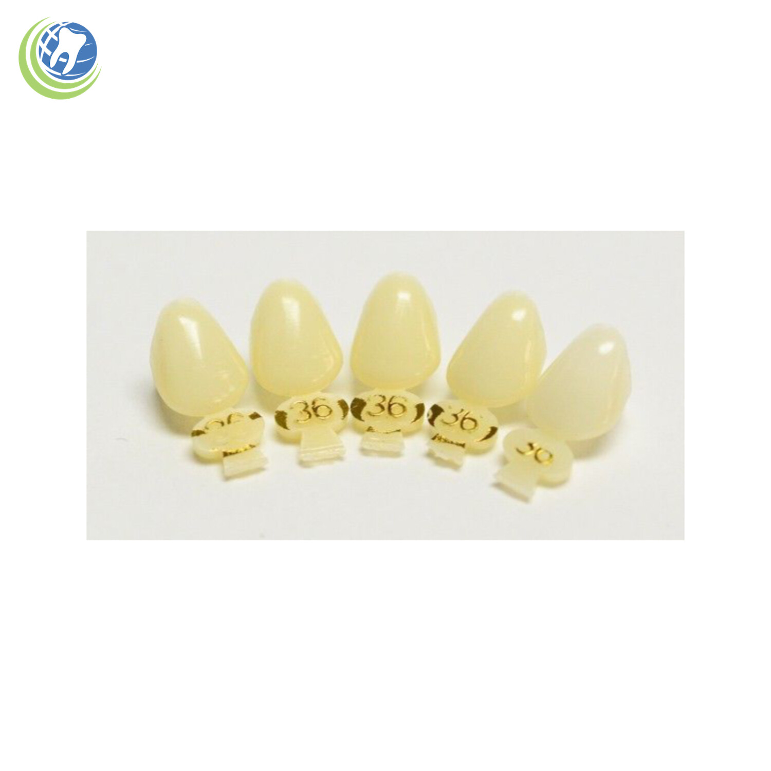 Tooth #11 & #22 Tooth Upper or Lower Left Cuspid Polycarbonate Crowns Cap Refill