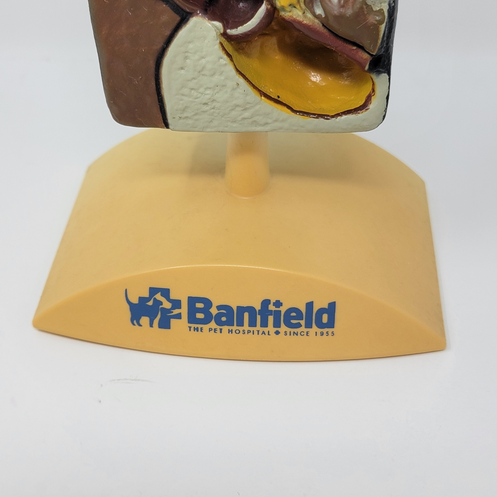 Banfield Veterinary Plastic Anatomical Model for Education – Canine Ear