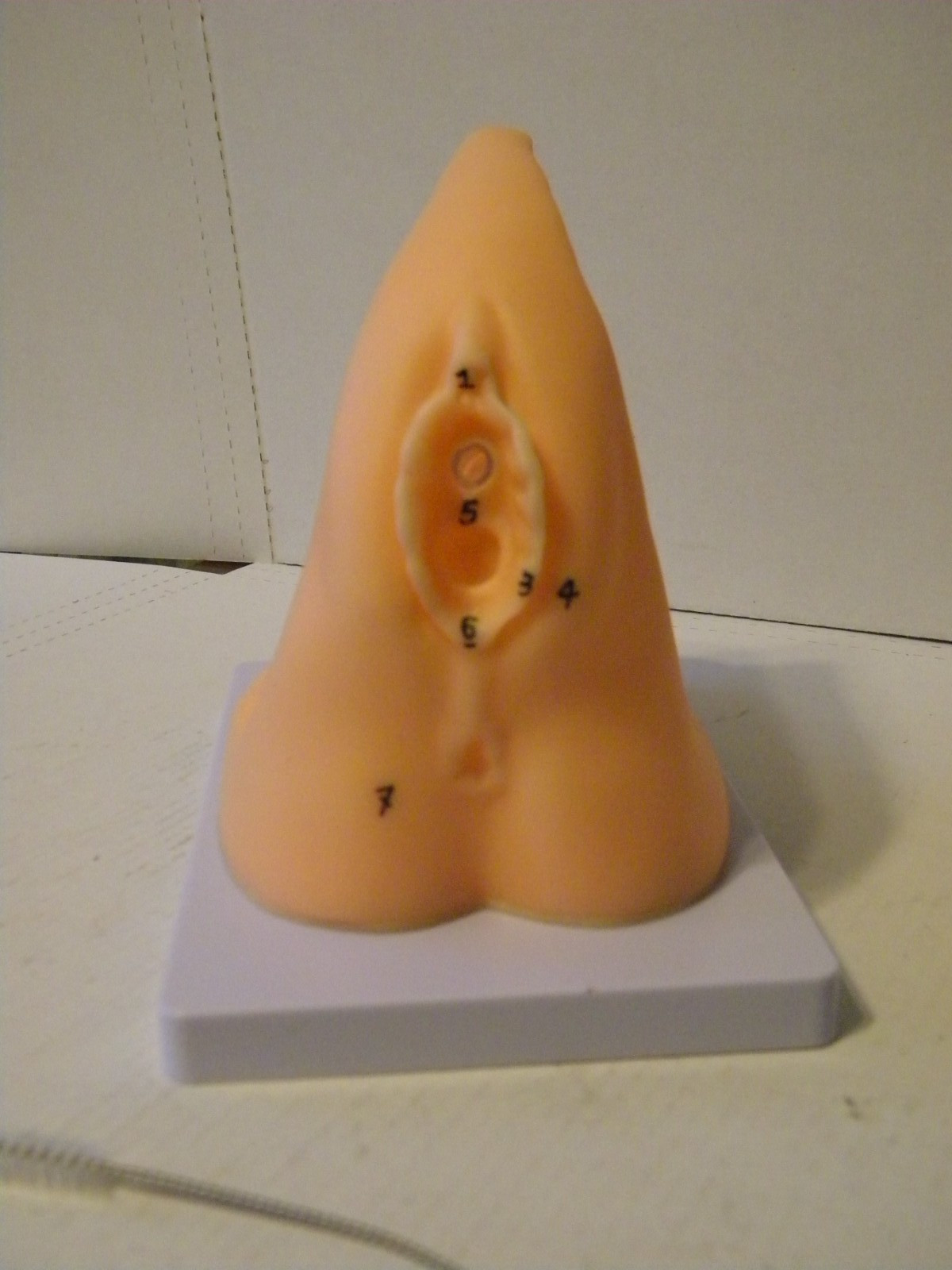 PVC Female Catheter Anatomy Teaching Education Medical Display Model