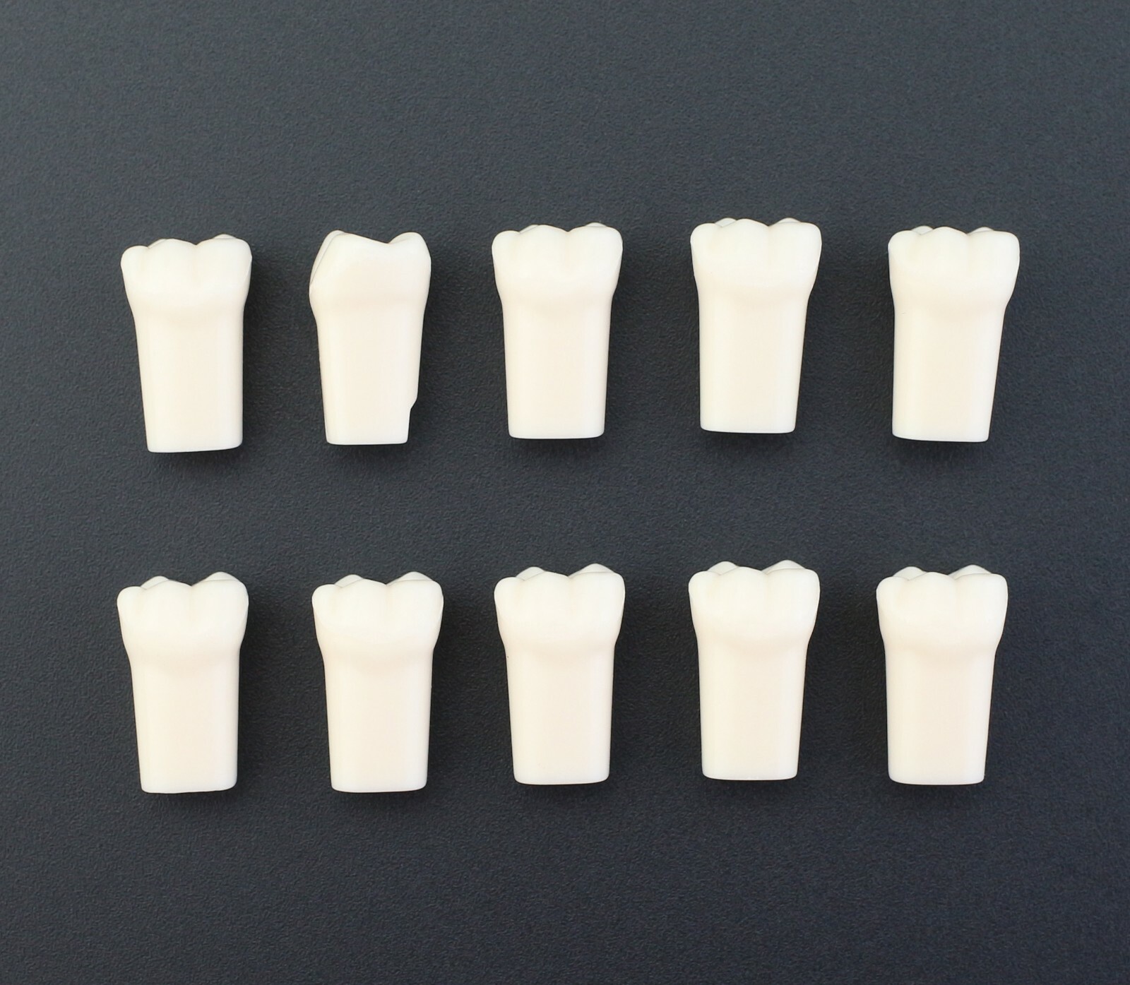 Dental Typodont Individual Replacement Teeth 10pcs/Lot Kilgore Nissin 200 Fit